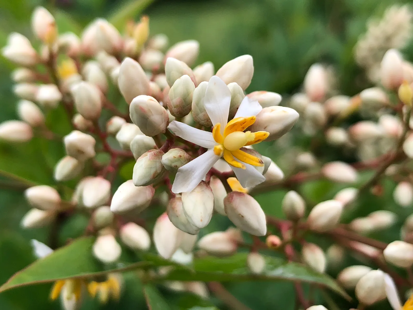 Nandina, Heavenly Bamboo (Nandina Domestica) — and its contributions to local wildlife; in providing this information to a client, image 71
