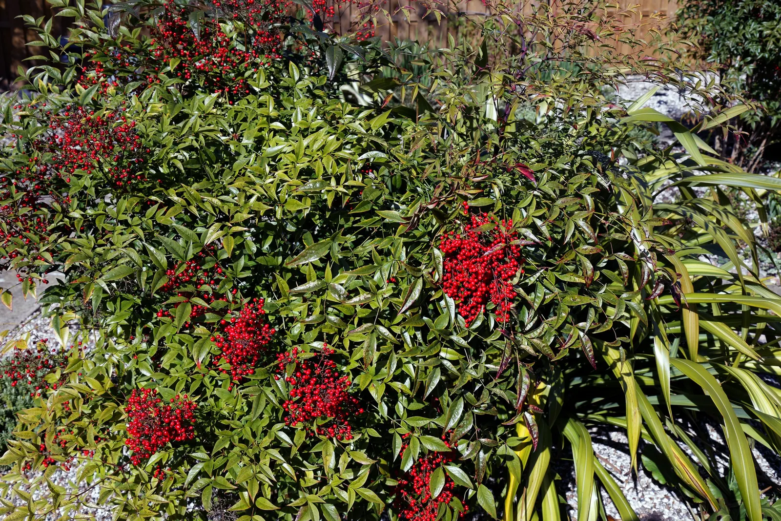 Nandina, Heavenly Bamboo (Nandina Domestica) — Nandina domestica, commonly called Heavenly Bamboo, is an evergreen shrub featuring multi-season, image 76