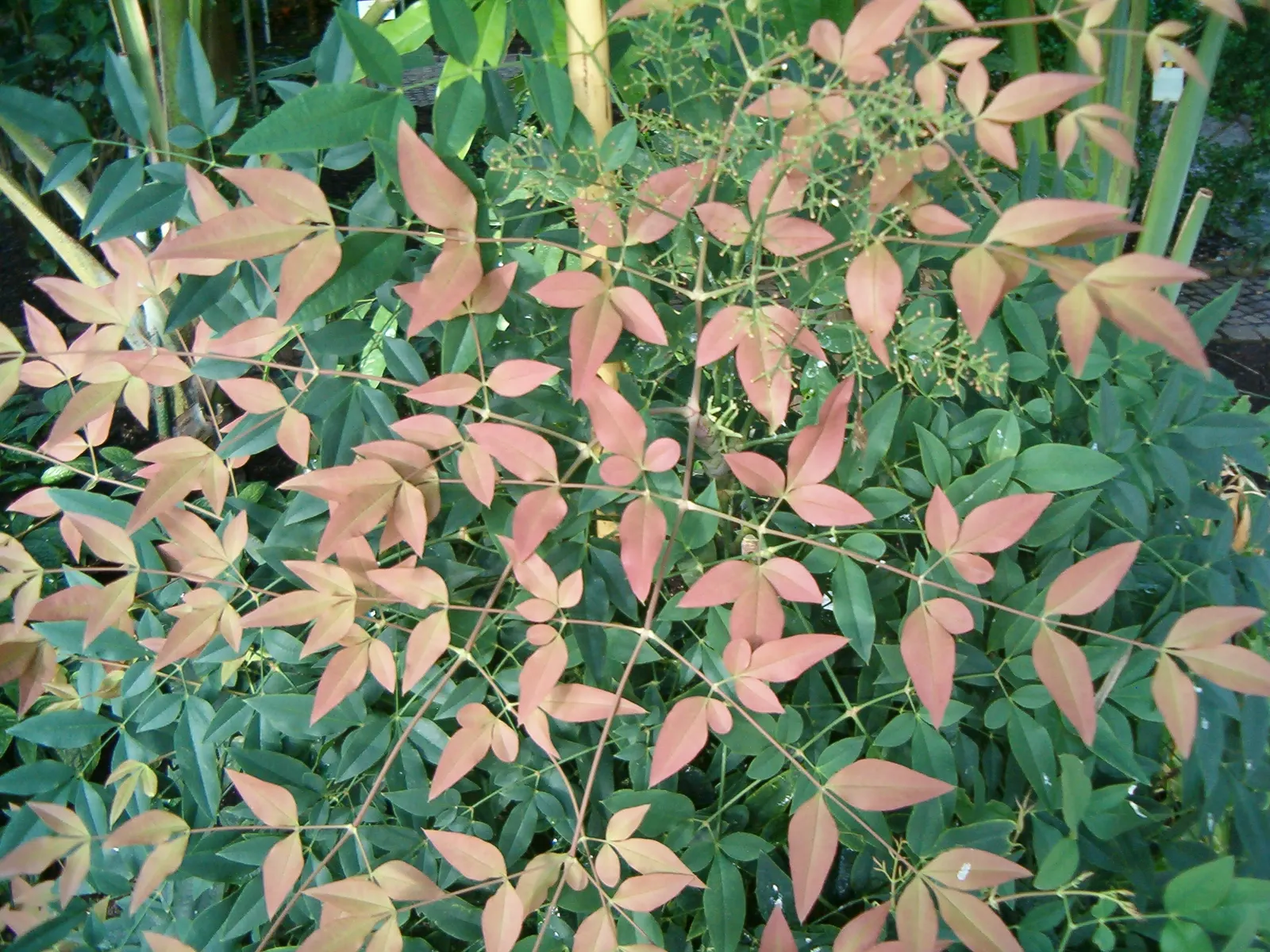Nandina, Heavenly Bamboo (Nandina Domestica) — requires minimal maintenance; making it ideal for hedges or accent plantings, image 130