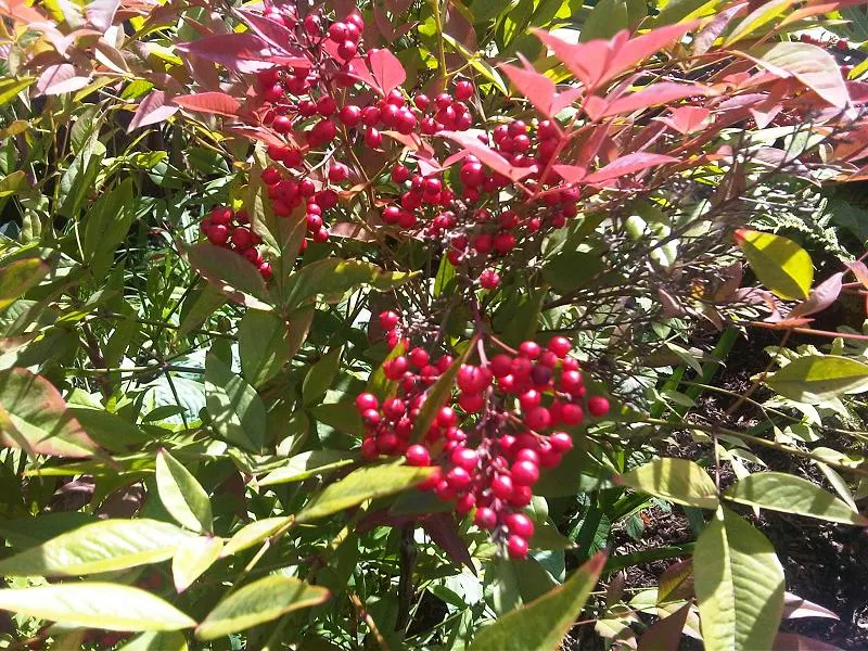 Nandina, Heavenly Bamboo (Nandina Domestica) — making it well-suited for use as a specimen plant; and reaches a mature size of 4-8 feet tall and, image 62