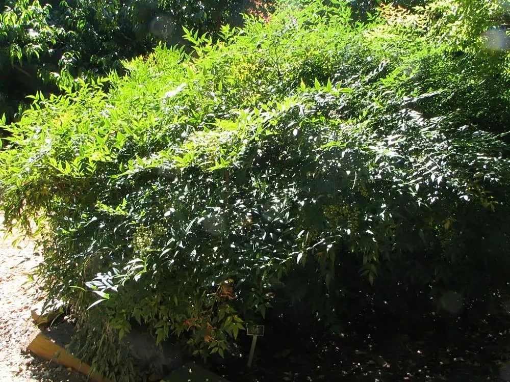 Nandina, Heavenly Bamboo (Nandina Domestica) — Its moderate growth rate requires minimal maintenance, image 63