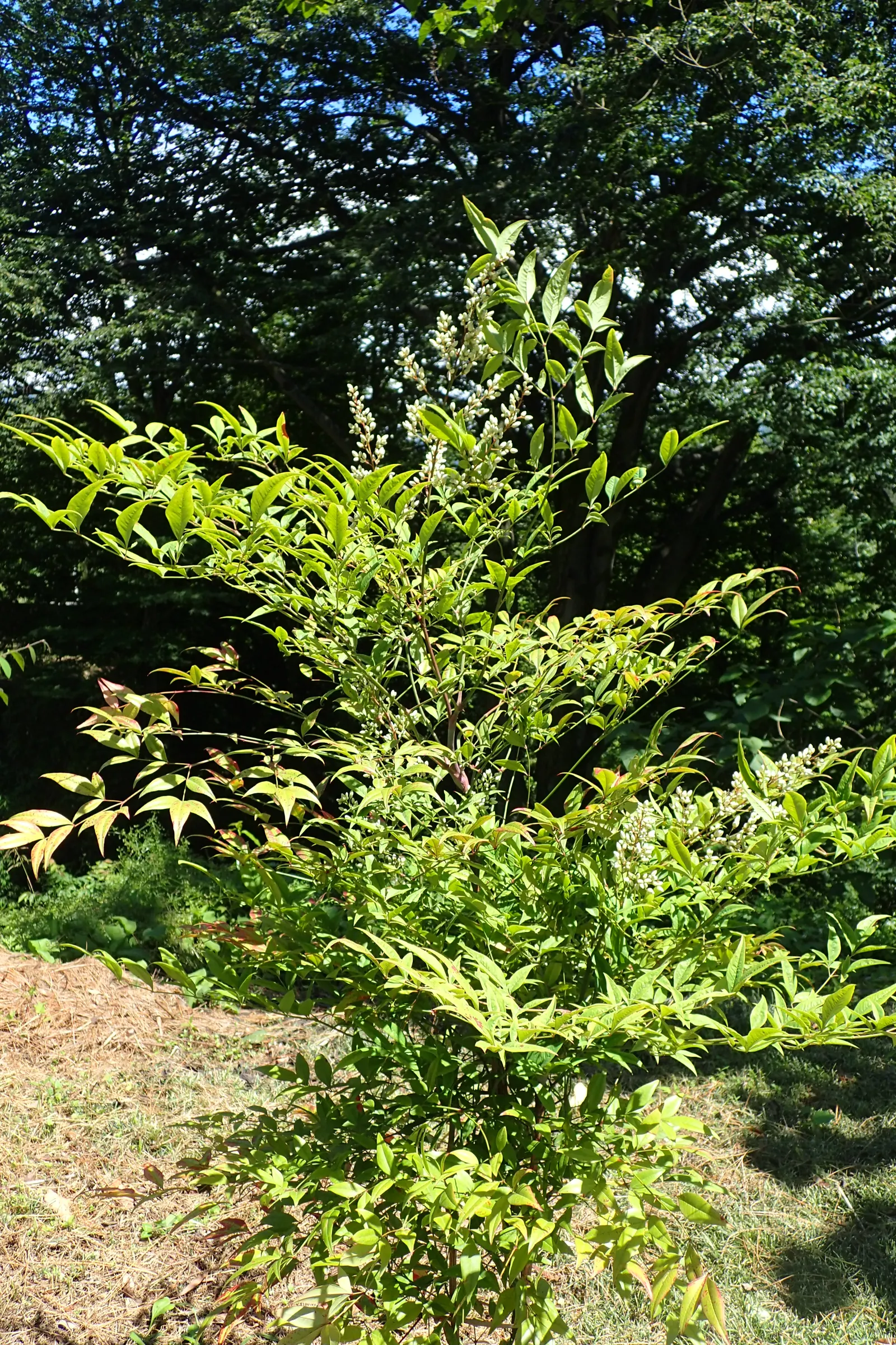 Nandina, Heavenly Bamboo (Nandina Domestica) — and bronze in fall and winter; shrub with white blooms, image 86