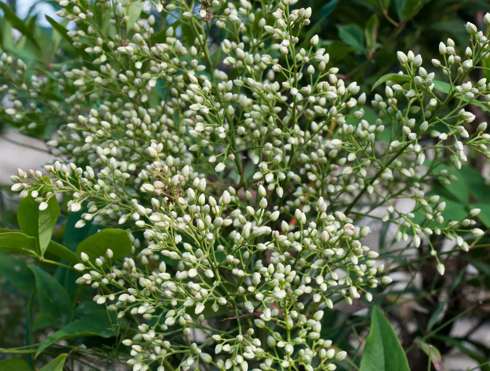 Nandina, Heavenly Bamboo (Nandina Domestica) — Nandina domestica, commonly called Heavenly Bamboo, is an evergreen shrub featuring multi-season, image 126