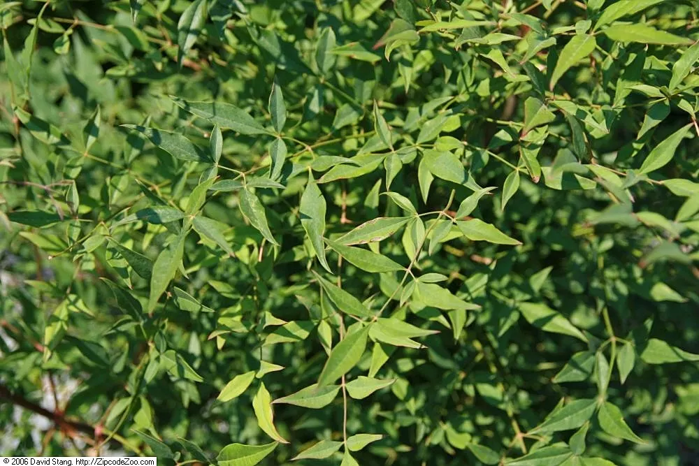Nandina, Heavenly Bamboo (Nandina Domestica) — is an elegant and versatile evergreen shrub that brings a touch of grace to any landscape design, image 59