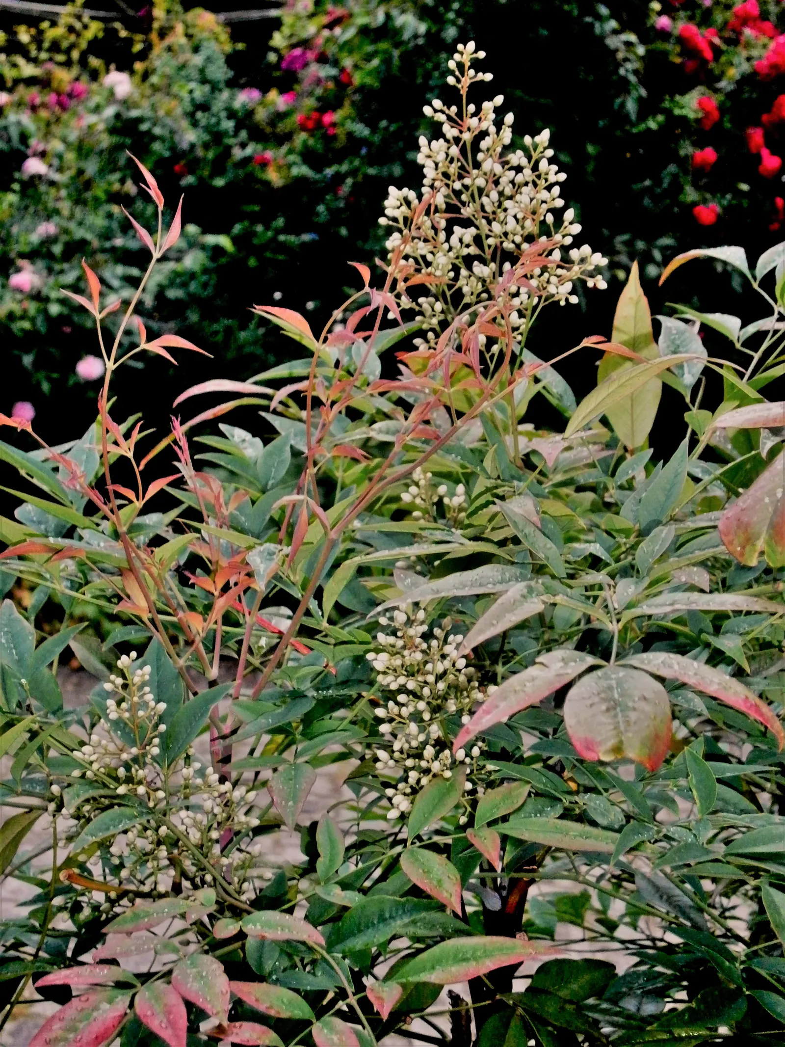 Nandina, Heavenly Bamboo (Nandina Domestica) — Small white flowers bloom in early summer, followed by bright red berries; nandina domestica is, image 78