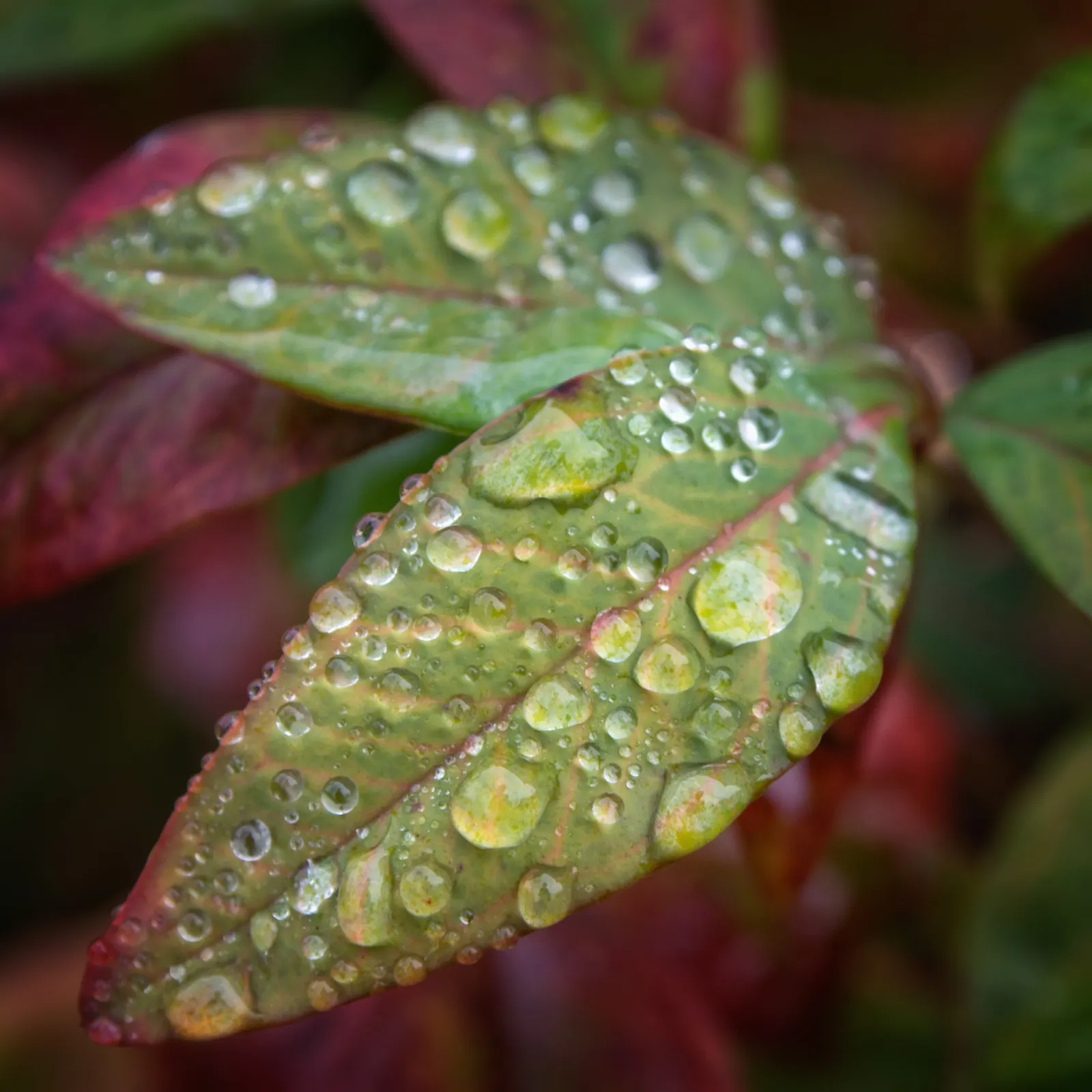 Nandina, Heavenly Bamboo (Nandina Domestica) — These give way to clusters of bright red berries in late autumn and winter; is an elegant and, image 66