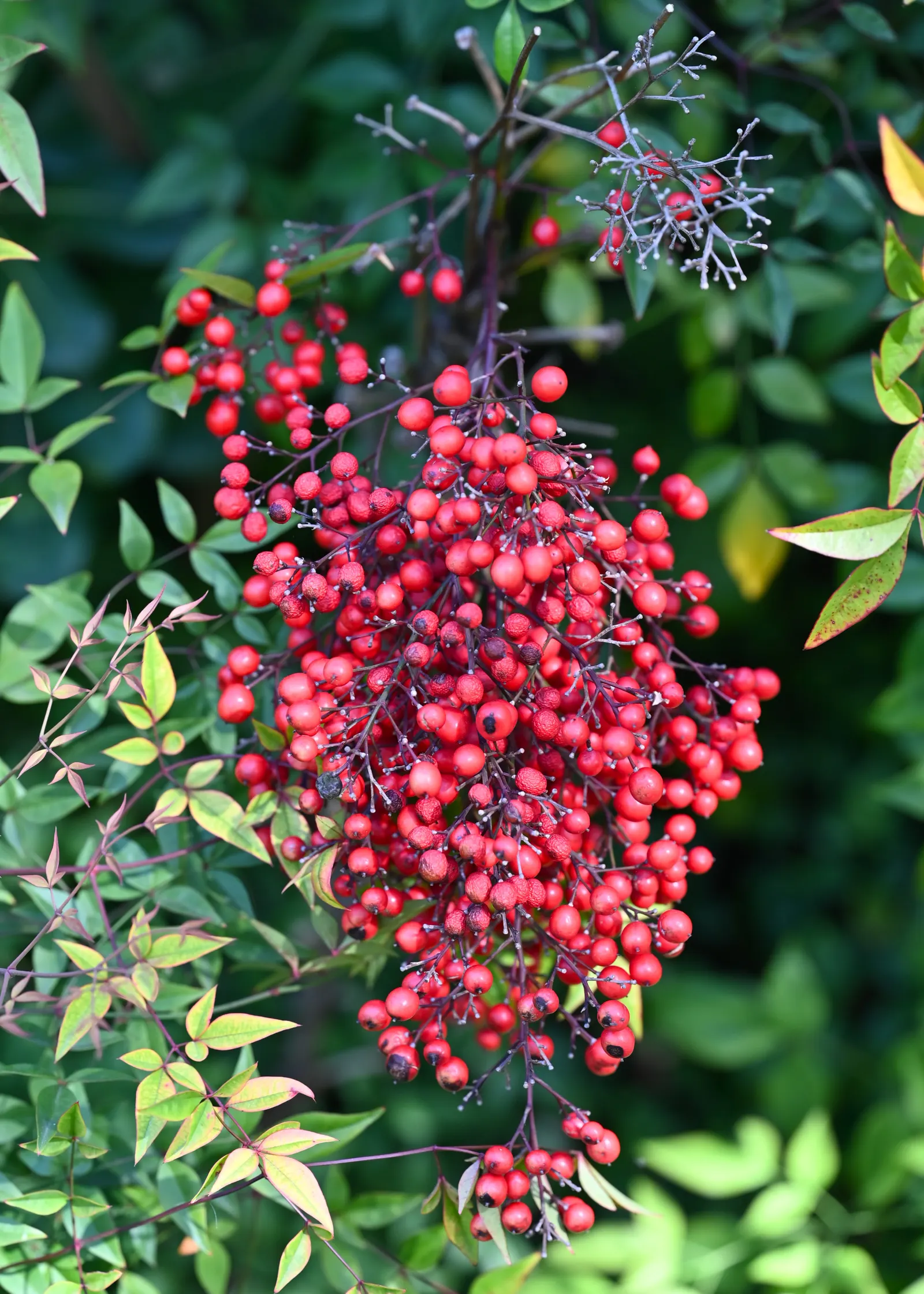 Nandina, Heavenly Bamboo (Nandina Domestica) — Although it bears the name 'bamboo,' it is not a true bamboo but a member of the Berberidaceae, image 85