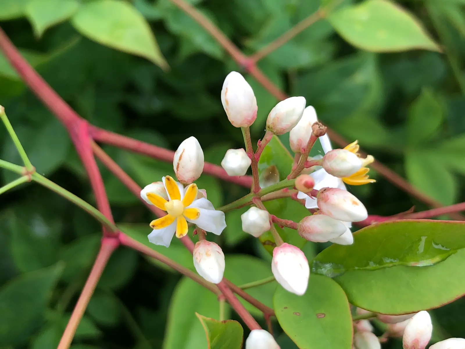 Nandina, Heavenly Bamboo (Nandina Domestica) — making it an attractive and practical choice for their garden; nandina domestica, commonly called, image 72
