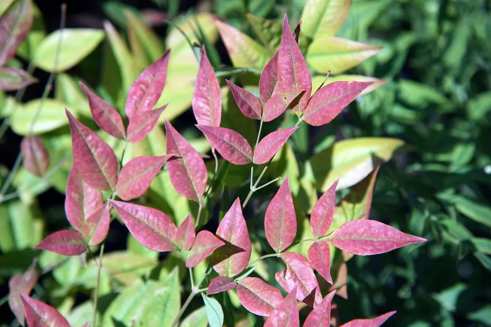 Nandina, Heavenly Bamboo (Nandina Domestica) — one could emphasize its ease of care; making it well-suited for use as a specimen plant, image 95