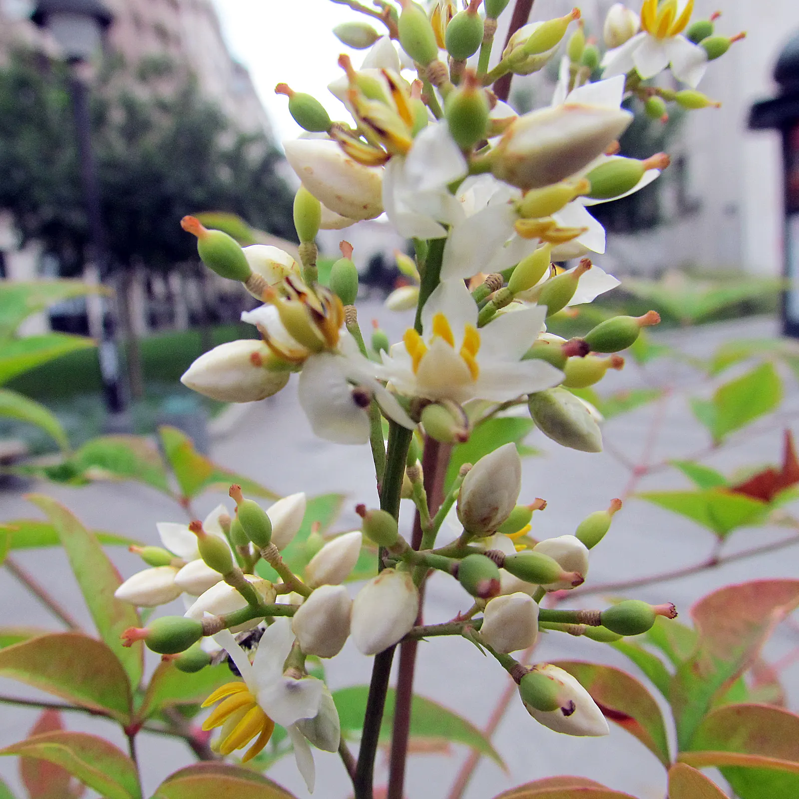 Nandina, Heavenly Bamboo (Nandina Domestica) — Its delicate, bamboo-like foliage transitions from green to fiery reds and purples with the seasons, image 77
