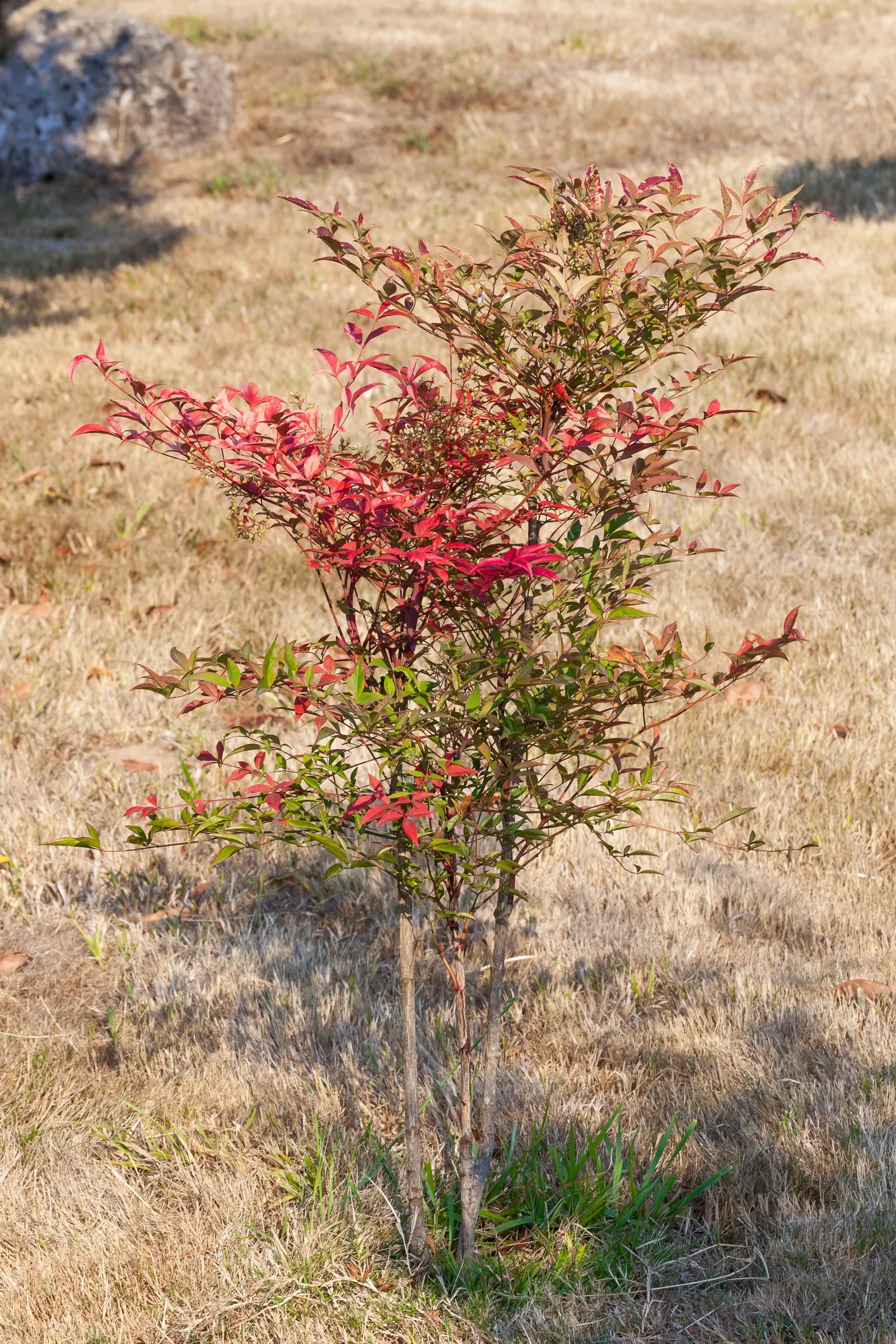 Nandina, Heavenly Bamboo (Nandina Domestica) — making it ideal for hedges or accent plantings; and its contributions to local wildlife, image 82
