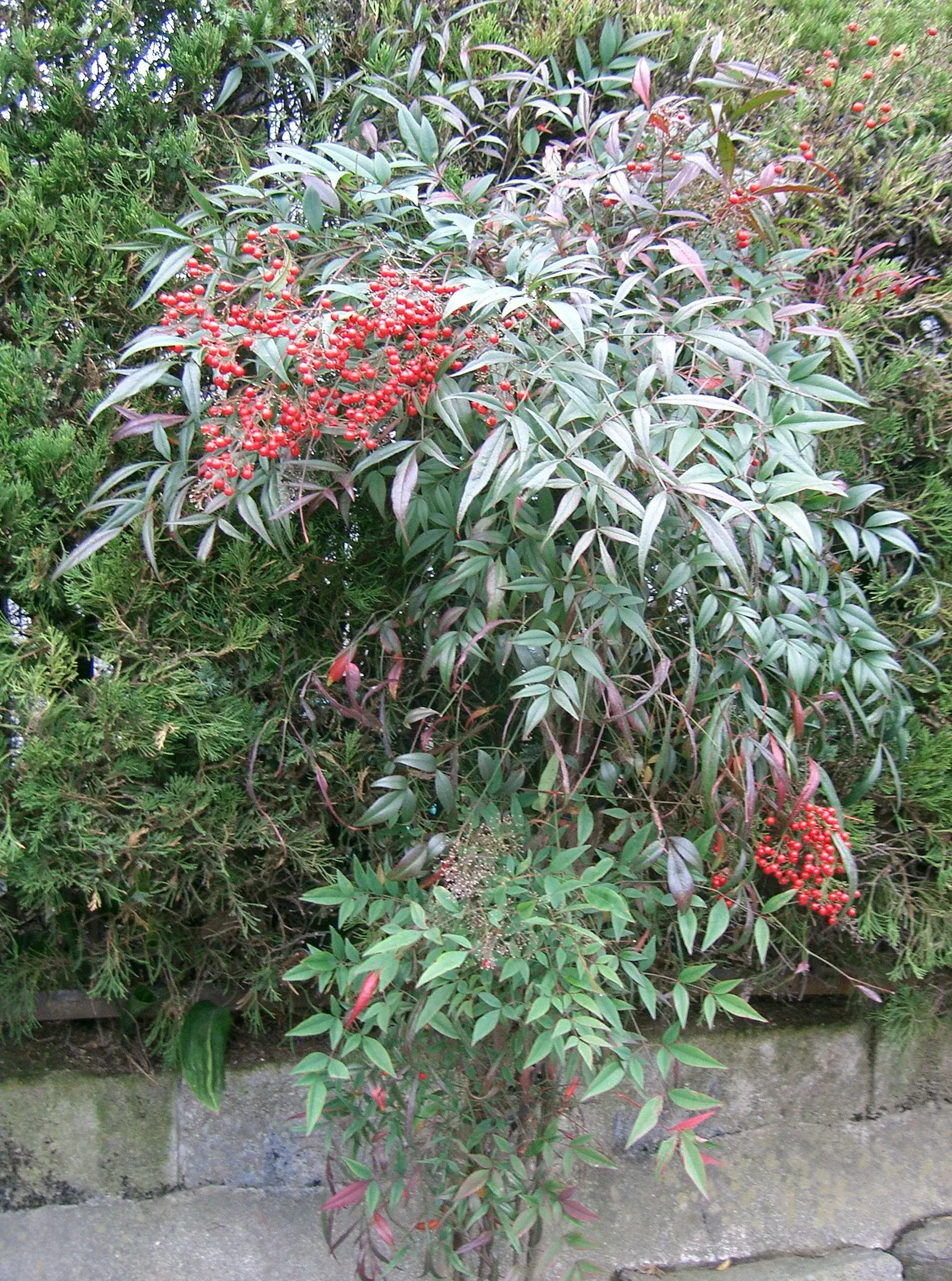 Nandina, Heavenly Bamboo (Nandina Domestica) — Its moderate growth rate requires minimal maintenance, image 88