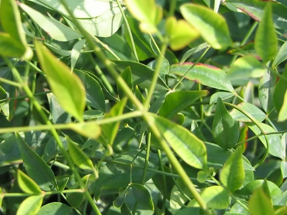 Nandina, Heavenly Bamboo (Nandina Domestica) — making it an attractive and practical choice for their garden; nandina domestica, commonly called, image 122