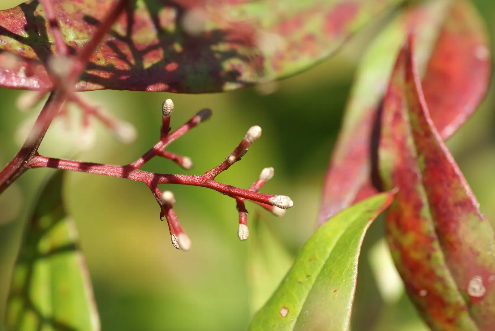 Nandina, Heavenly Bamboo (Nandina Domestica) — making it an attractive and practical choice for their garden; nandina domestica, commonly called, image 97