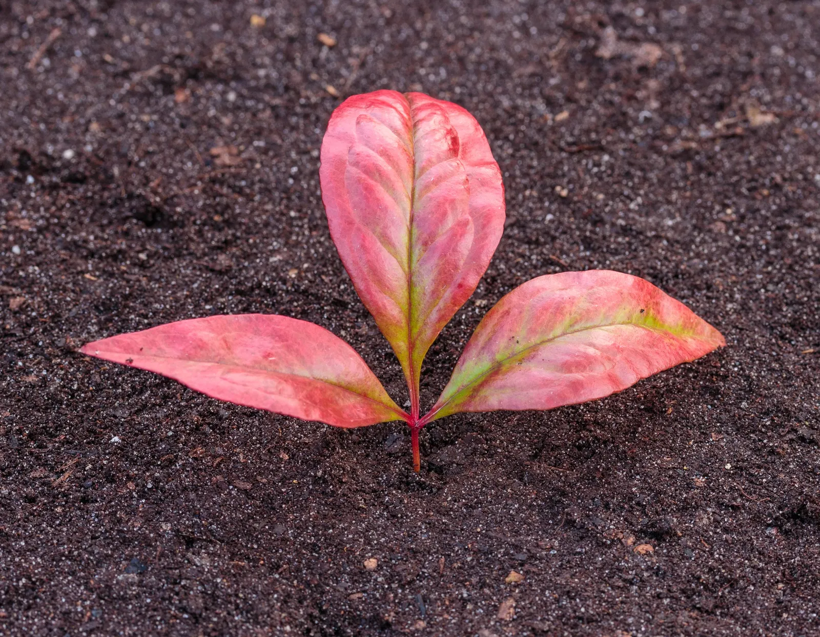 Nandina, Heavenly Bamboo (Nandina Domestica) — Its delicate, bamboo-like foliage transitions from green to fiery reds and purples with the seasons, image 127