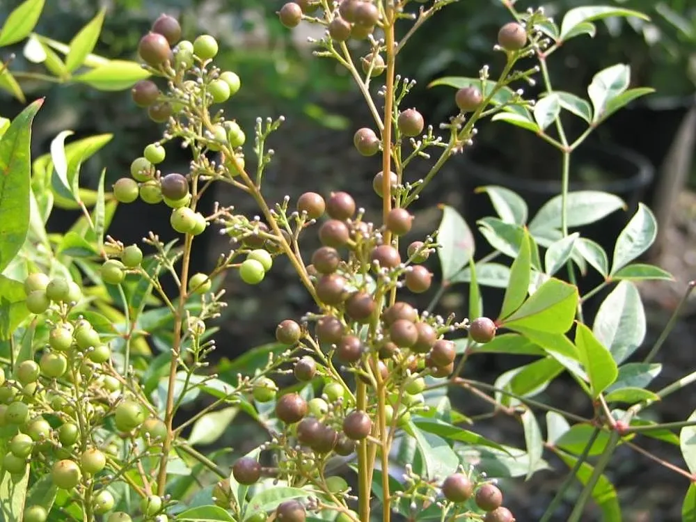Nandina, Heavenly Bamboo (Nandina Domestica) — white flowers in the garden; commonly referred to as Heavenly Bamboo, image 123