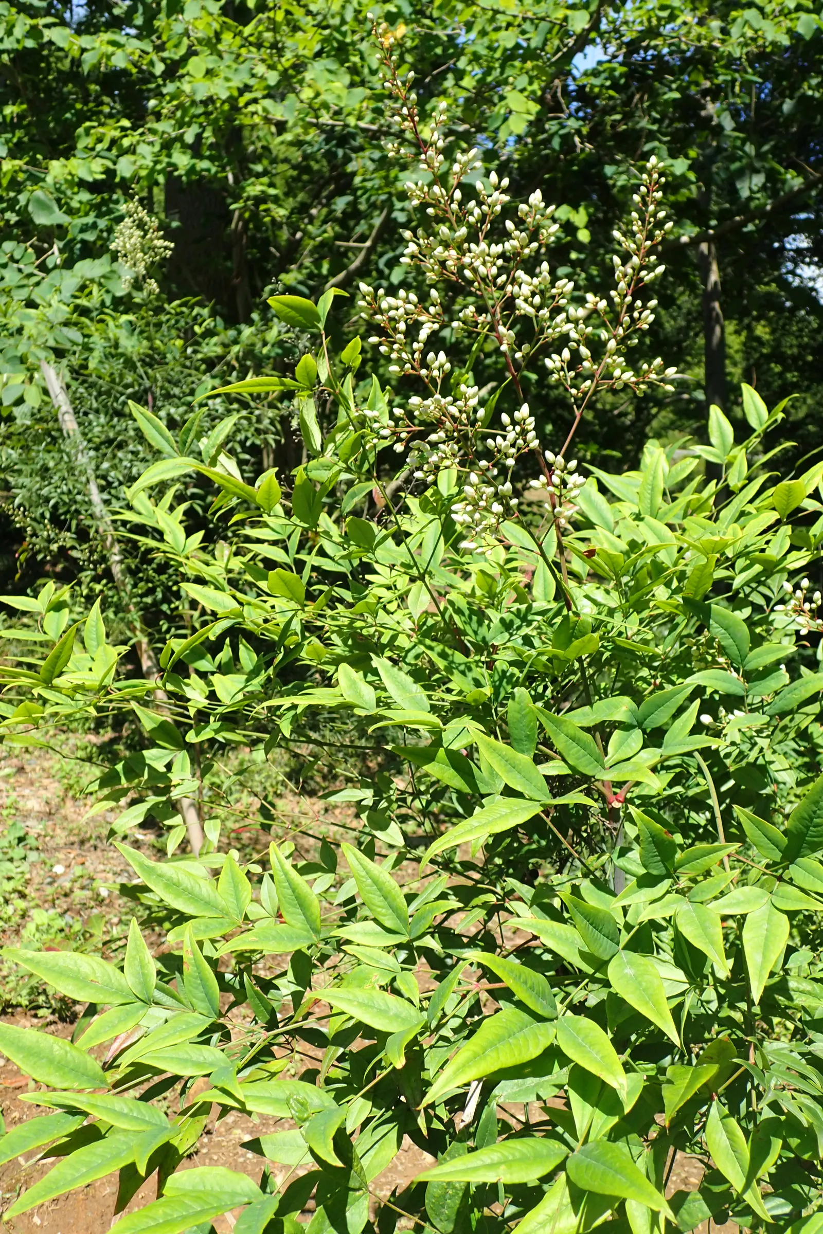 Nandina, Heavenly Bamboo (Nandina Domestica) — making it well-suited for use as a specimen plant; and reaches a mature size of 4-8 feet tall and, image 87