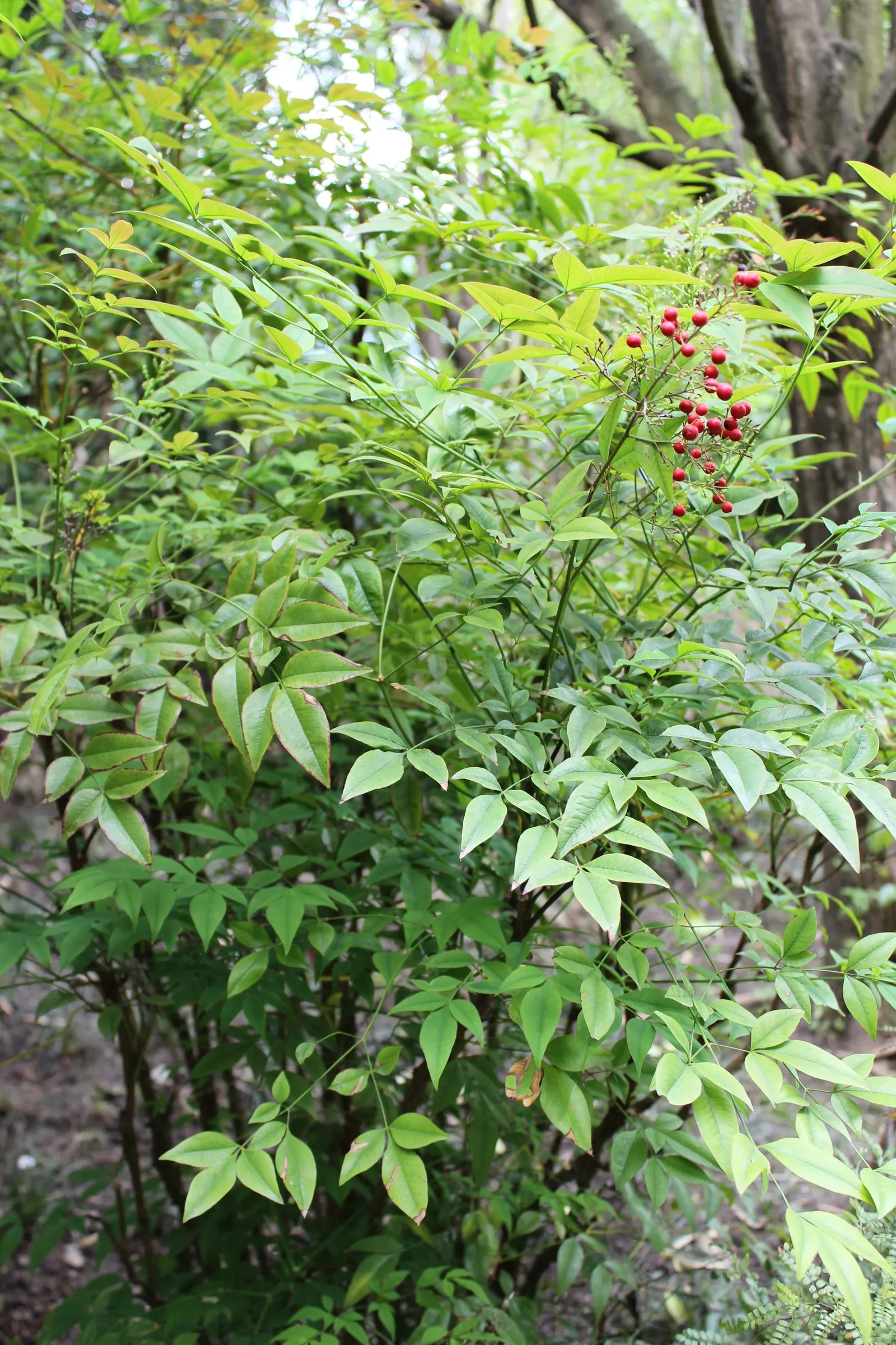 Nandina, Heavenly Bamboo (Nandina Domestica) — and bronze in fall and winter; shrub with white blooms, image 61