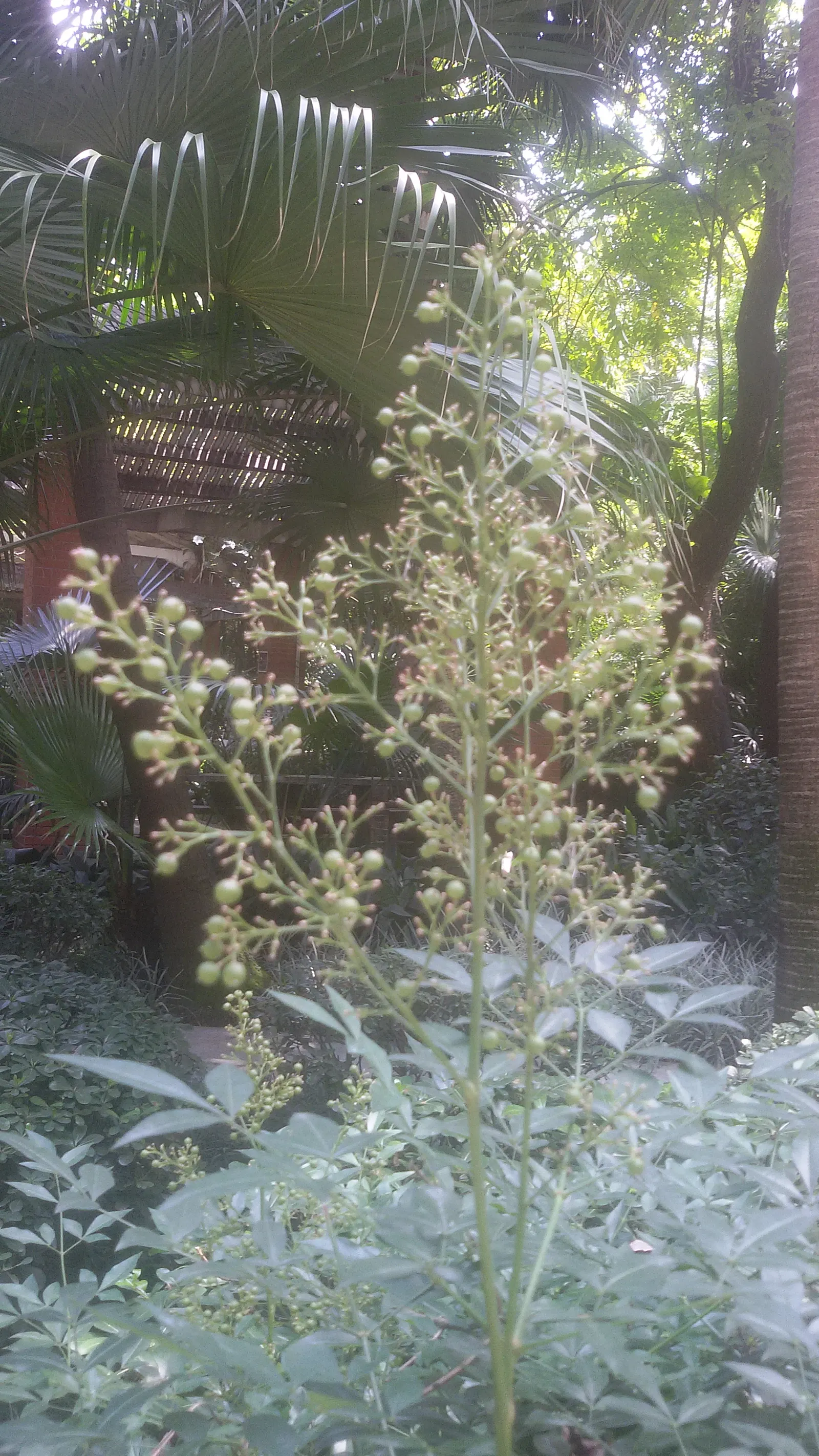 Nandina, Heavenly Bamboo (Nandina Domestica) — Nandina domestica is hardy in USDA zones 6 through 9, withstanding temperatures down to -10 degrees, image 93