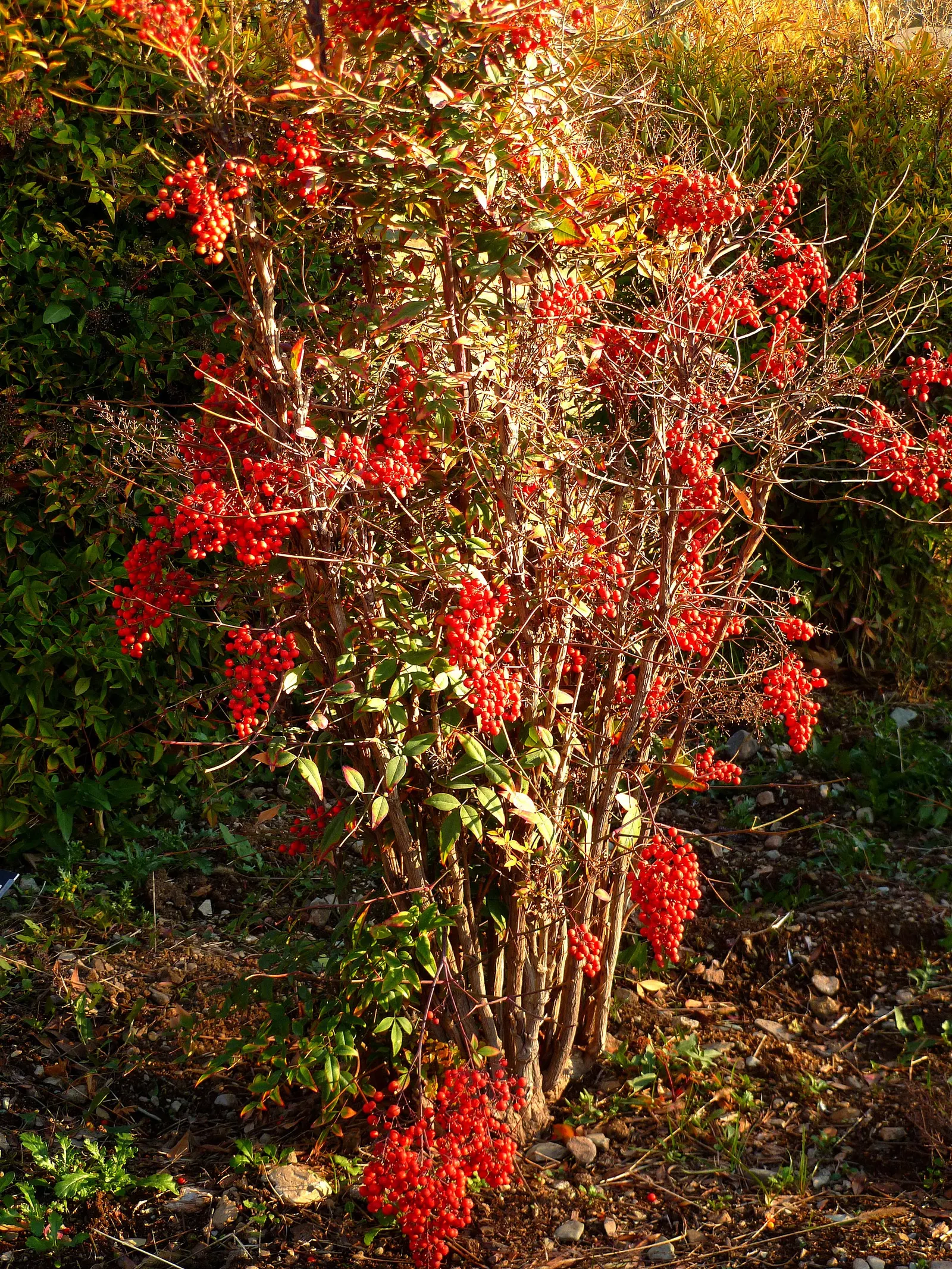 Nandina, Heavenly Bamboo (Nandina Domestica) — making it ideal for hedges or accent plantings; and its contributions to local wildlife, image 57