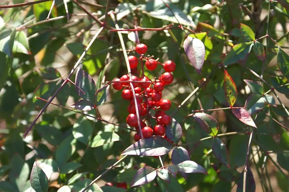 Nandina, Heavenly Bamboo (Nandina Domestica) — Although it bears the name 'bamboo,' it is not a true bamboo but a member of the Berberidaceae, image 60
