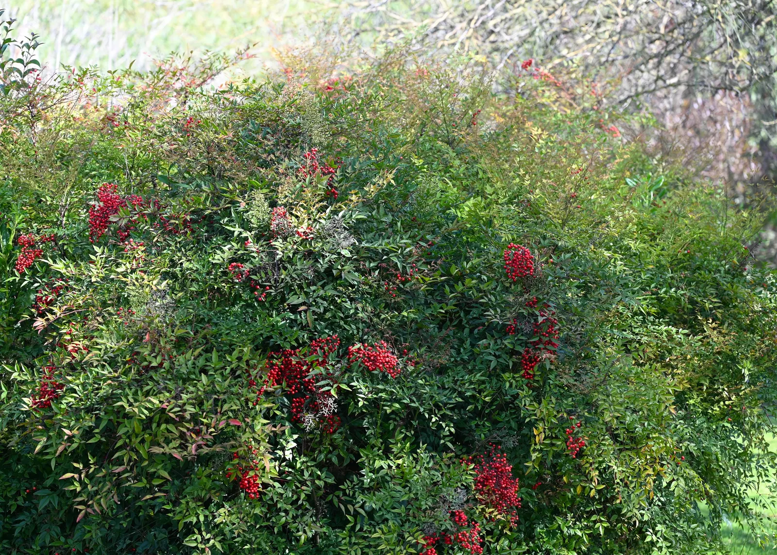 Nandina, Heavenly Bamboo (Nandina Domestica) — though occasional pruning can help maintain a desired shape and size.<br><br>In late spring to early, image 89