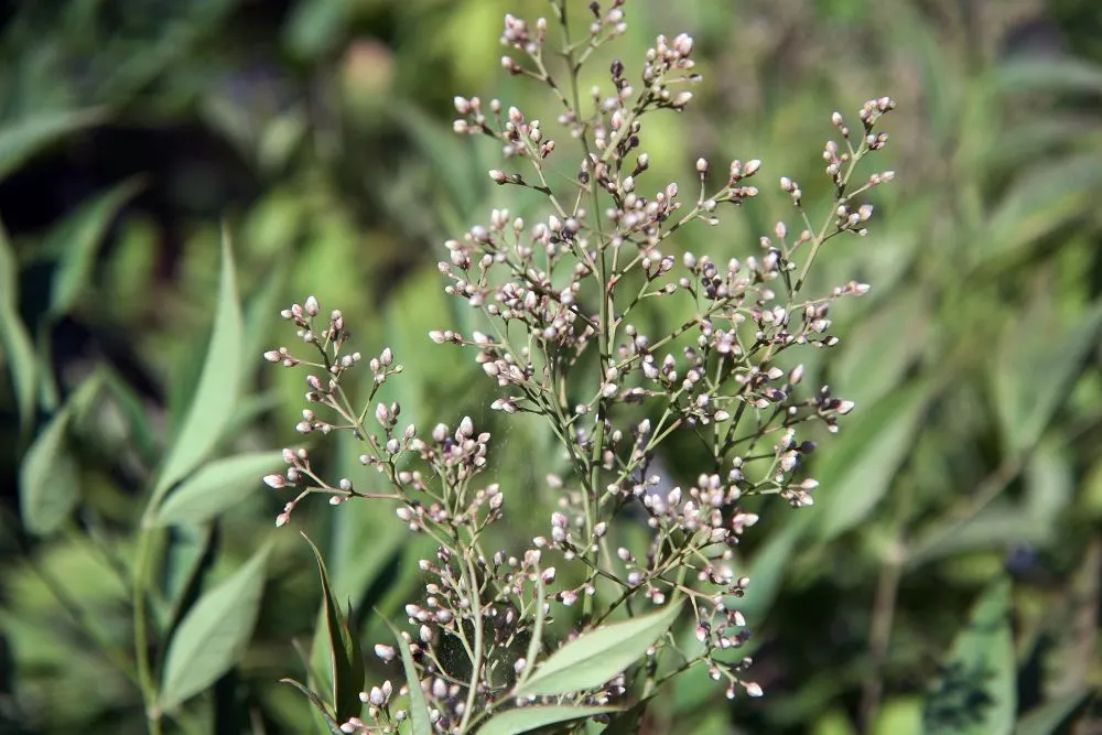 Nandina, Heavenly Bamboo (Nandina Domestica) — In providing this information to a client; requires minimal maintenance, image 94
