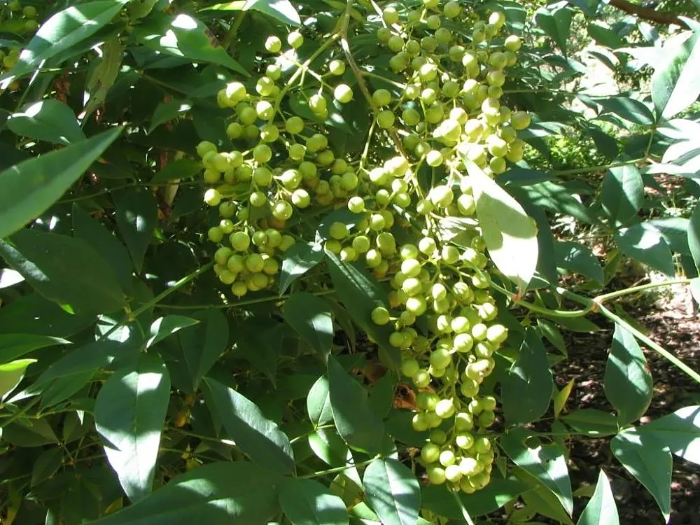 Nandina, Heavenly Bamboo (Nandina Domestica) — requires minimal maintenance; making it ideal for hedges or accent plantings, image 55