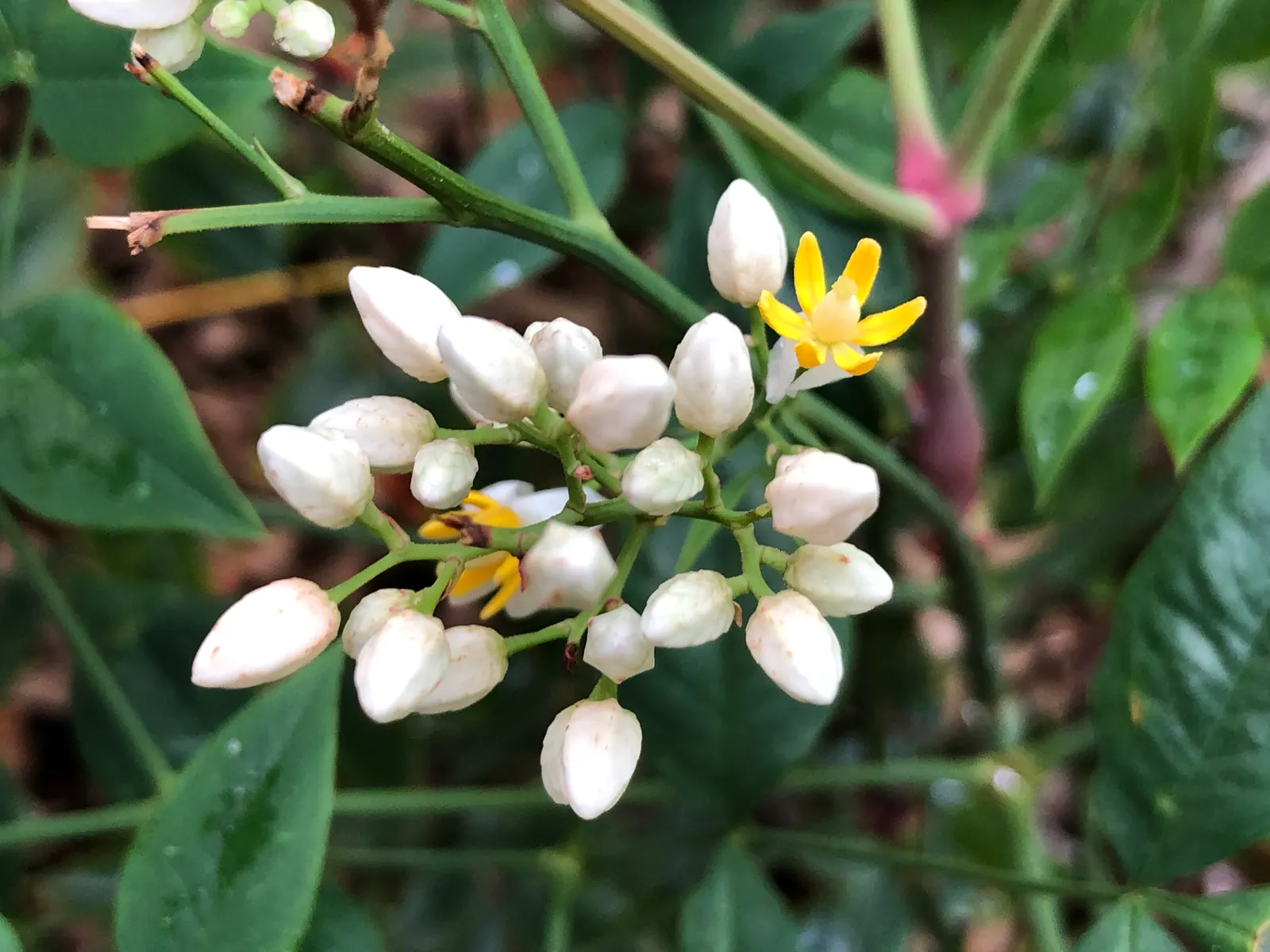 Nandina, Heavenly Bamboo (Nandina Domestica) — one could emphasize its ease of care; making it well-suited for use as a specimen plant, image 70