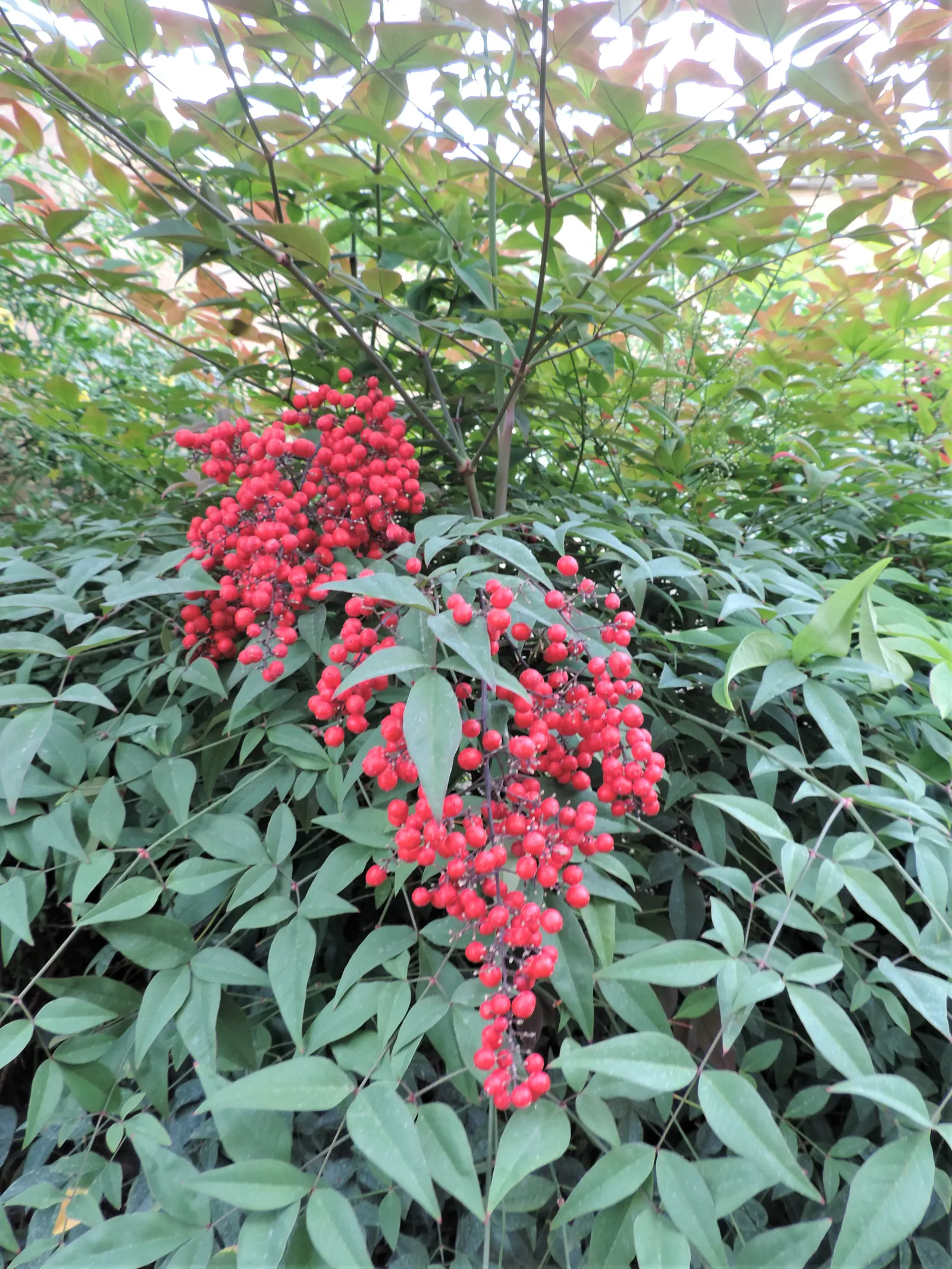 Nandina, Heavenly Bamboo (Nandina Domestica) — is an elegant and versatile evergreen shrub that brings a touch of grace to any landscape design, image 84