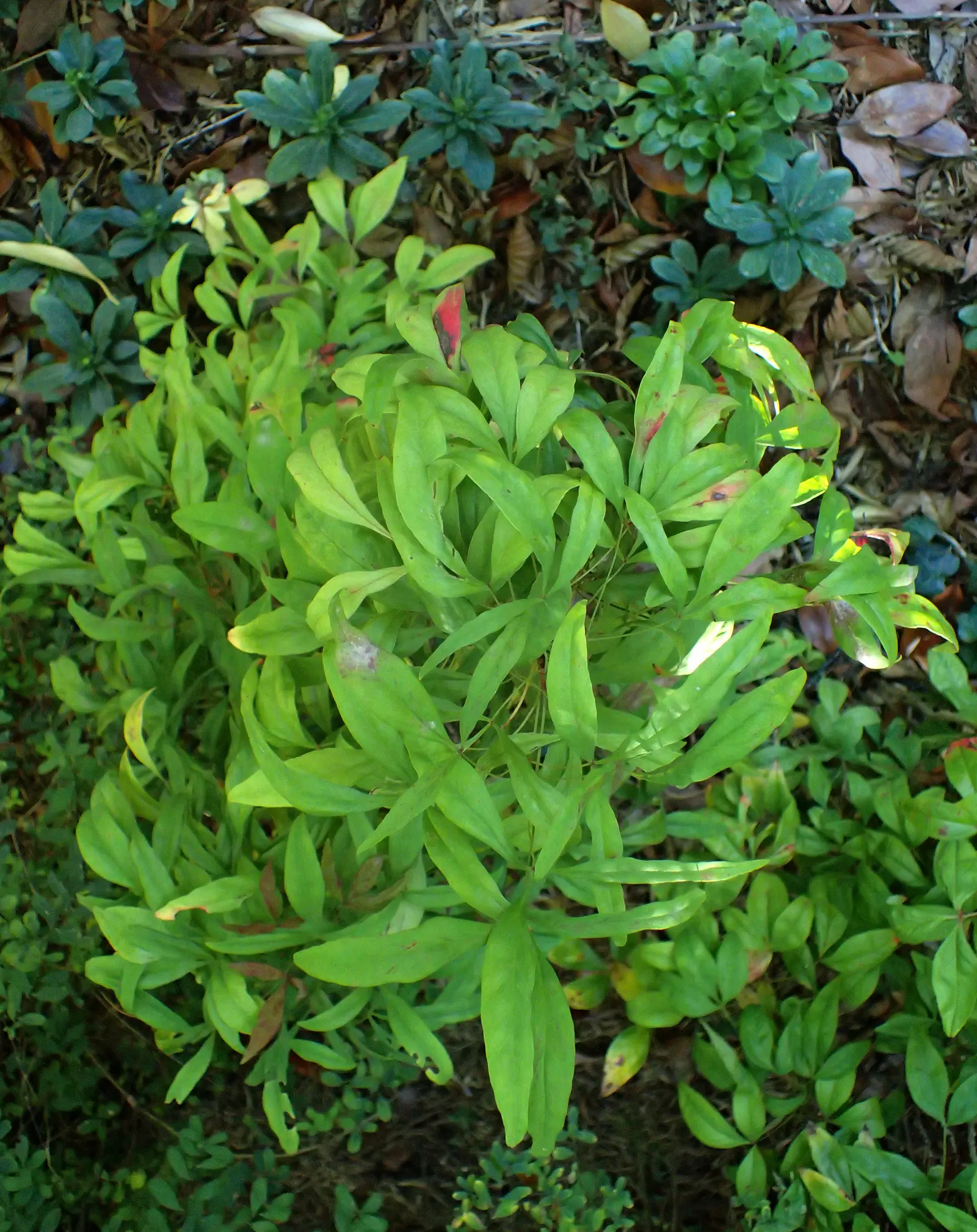 Nandina, Heavenly Bamboo (Nandina Domestica) — and its contributions to local wildlife; in providing this information to a client, image 96