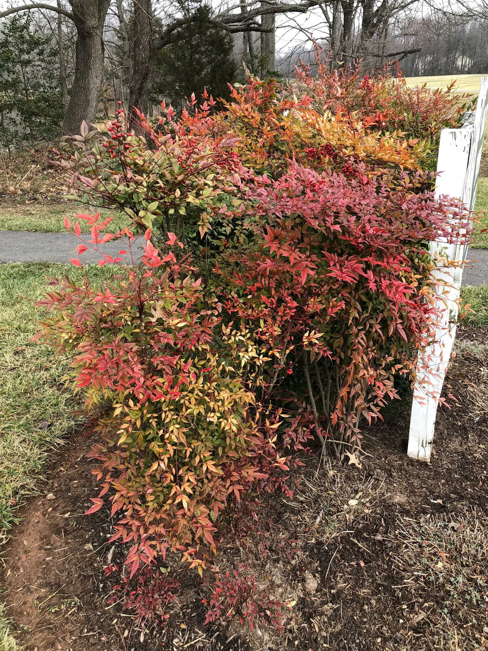 Nandina, Heavenly Bamboo (Nandina Domestica) — shrub for full or half or shade; making it an attractive and practical choice for their garden, image 75