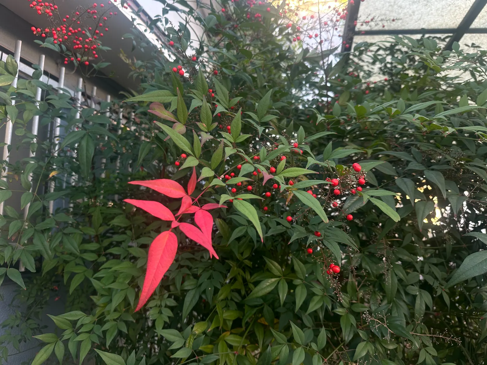 Nandina, Heavenly Bamboo (Nandina Domestica) — shrub for full or half or shade; making it an attractive and practical choice for their garden, image 100