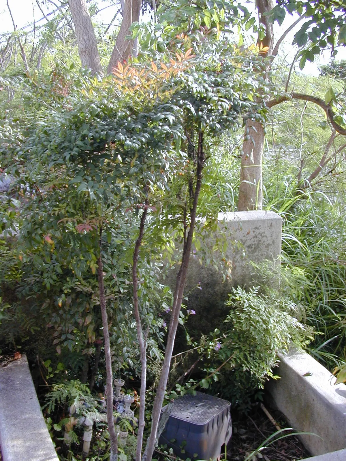 Nandina, Heavenly Bamboo (Nandina Domestica) — Its moderate growth rate requires minimal maintenance