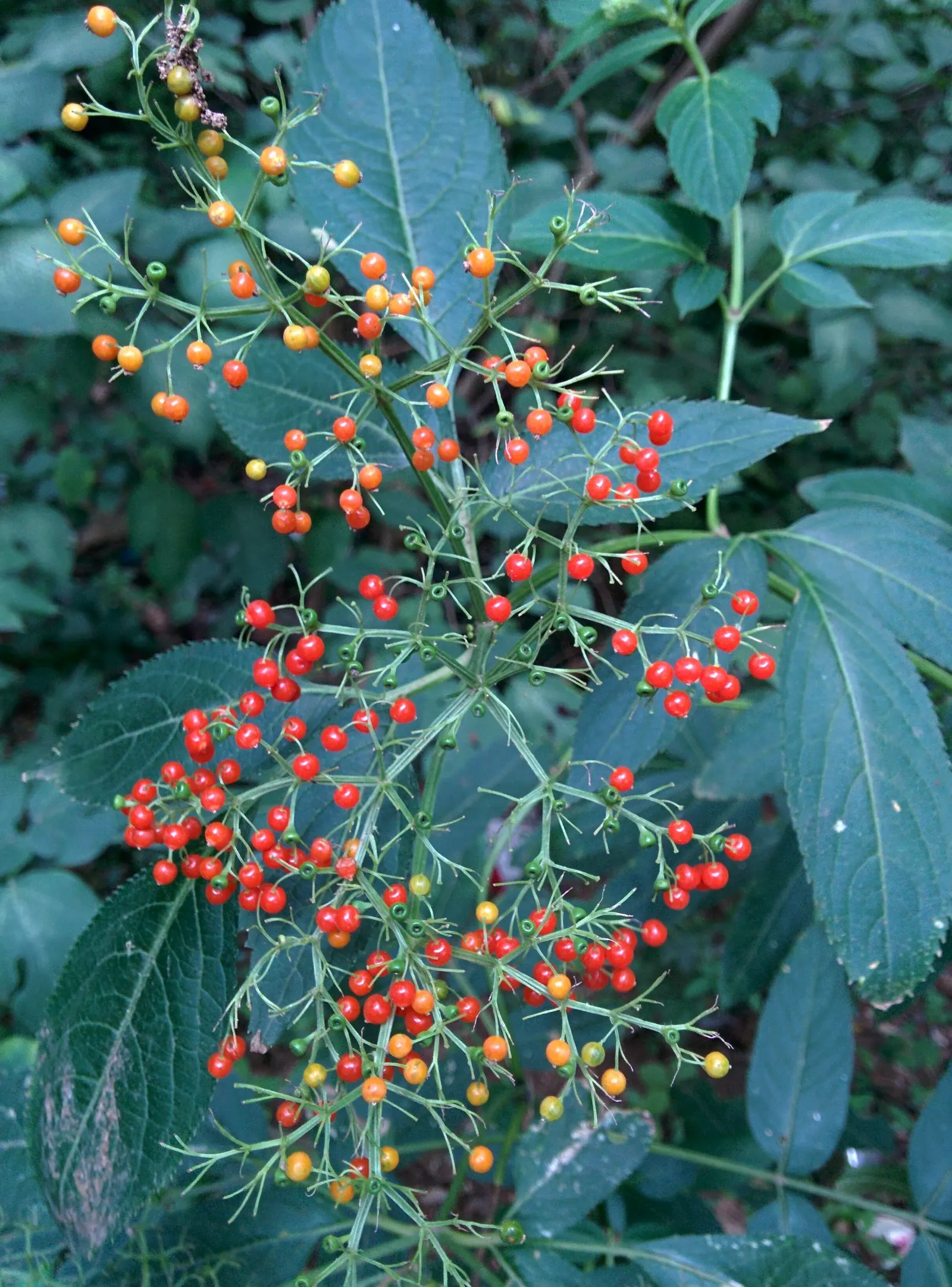 Nandina, Heavenly Bamboo (Nandina Domestica) — white flowers in the garden; commonly referred to as Heavenly Bamboo, image 98