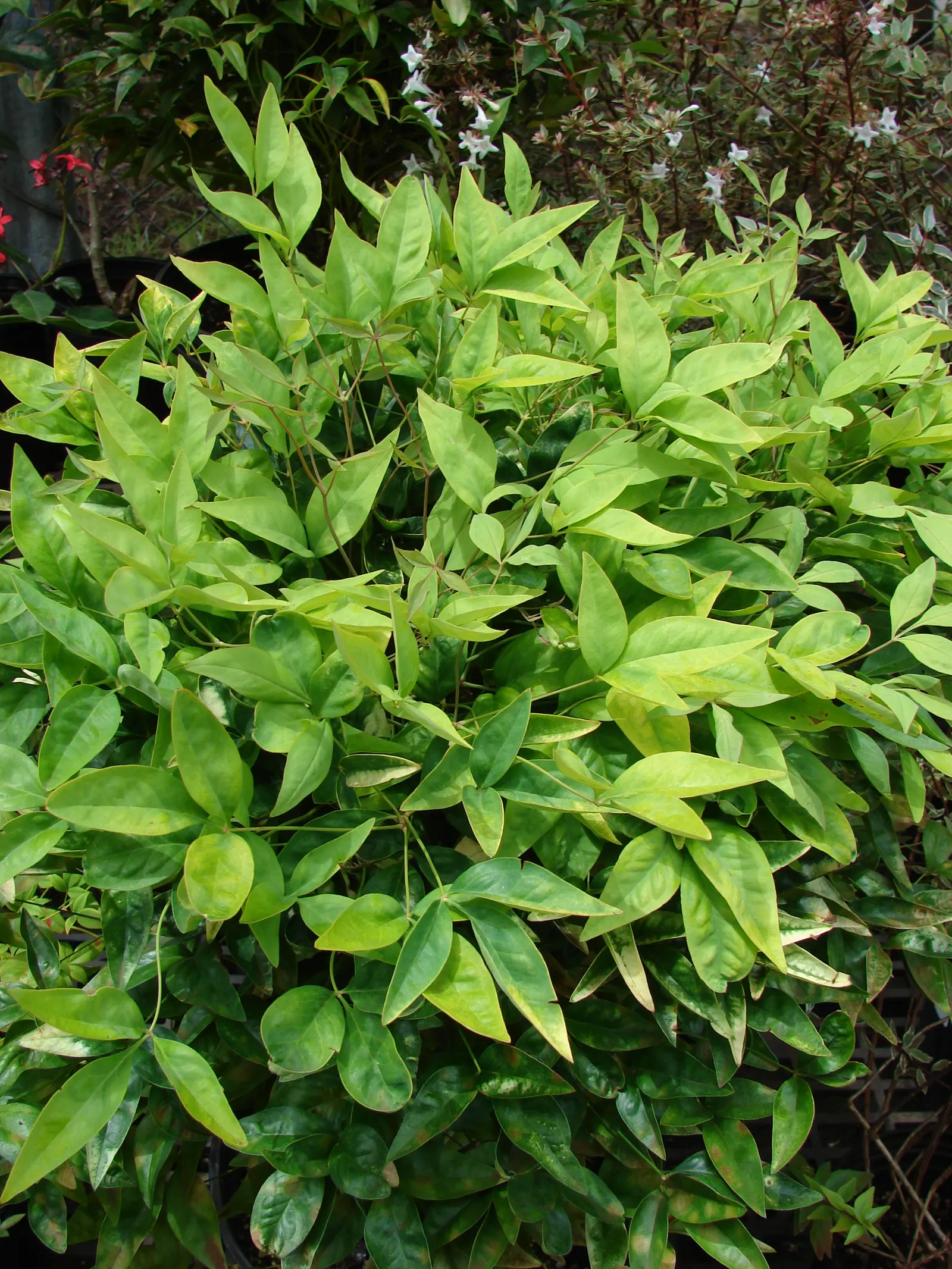 Nandina, Heavenly Bamboo (Nandina Domestica) — Its delicate, bamboo-like foliage transitions from green to fiery reds and purples with the seasons, image 102