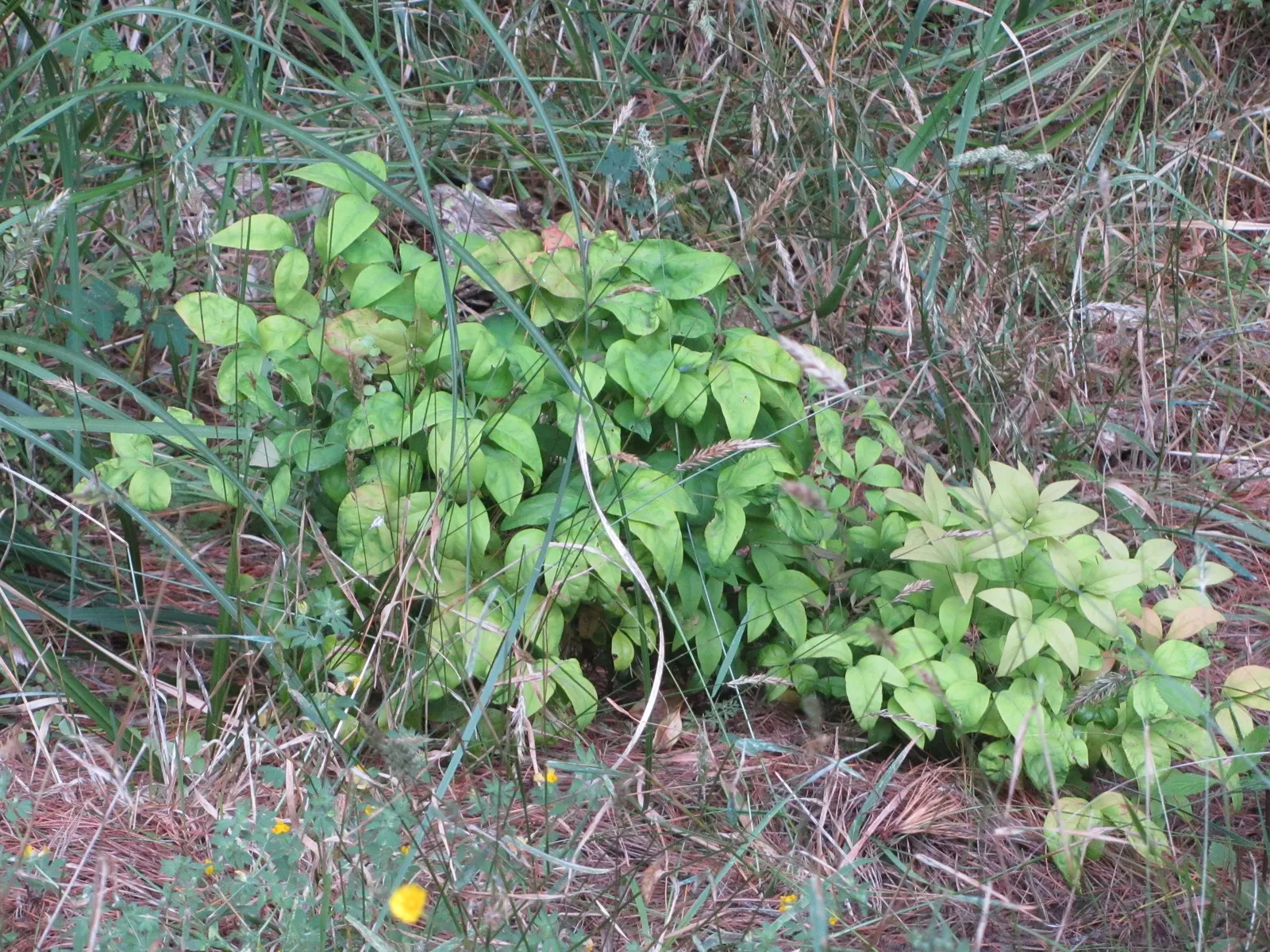 Nandina, Heavenly Bamboo (Nandina Domestica) — Its moderate growth rate requires minimal maintenance, image 113