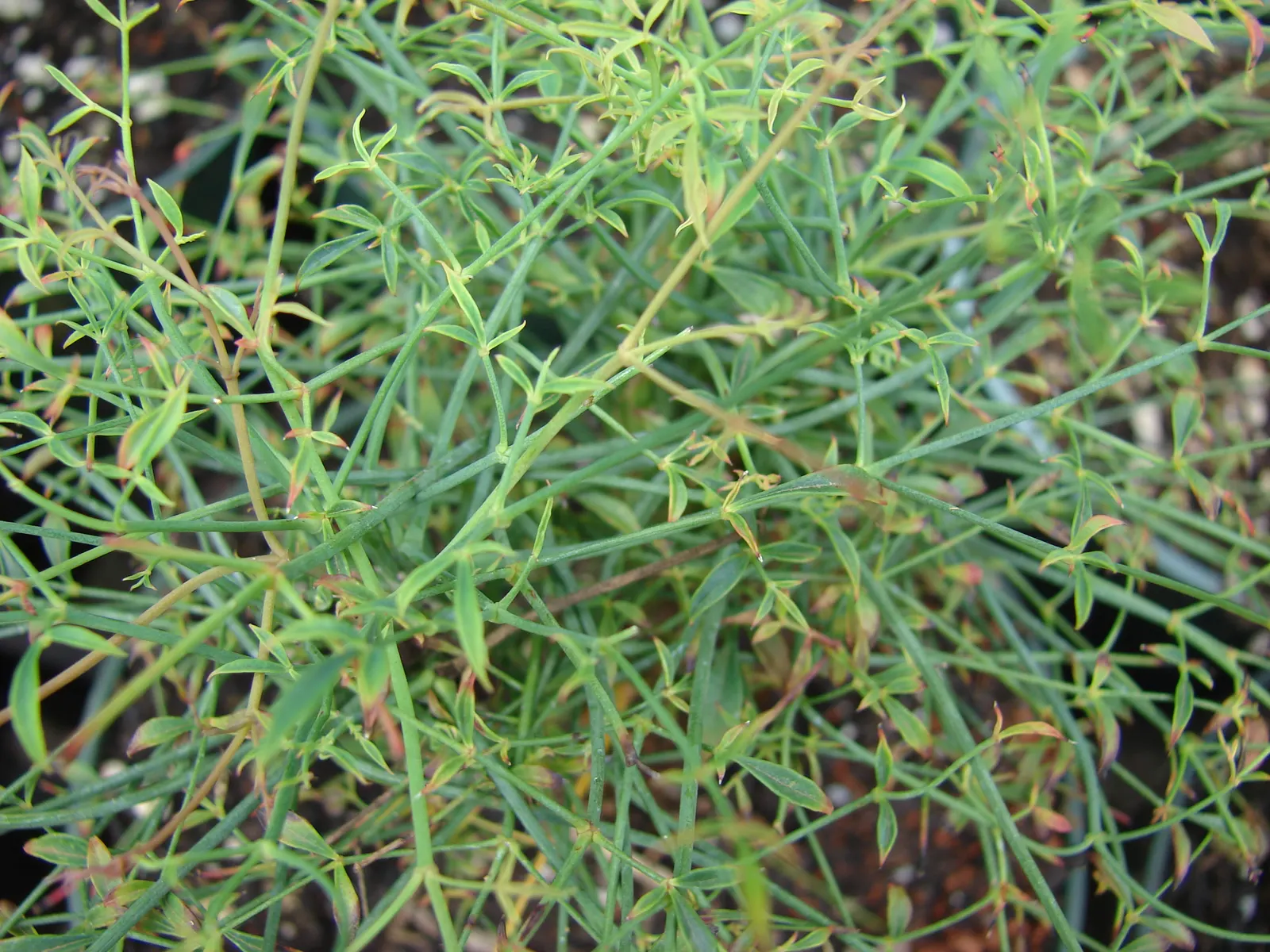 Nandina, Heavenly Bamboo (Nandina Domestica) — and reaches a mature size of 4-8 feet tall and 2-4 feet wide; though occasional pruning can help, image 106