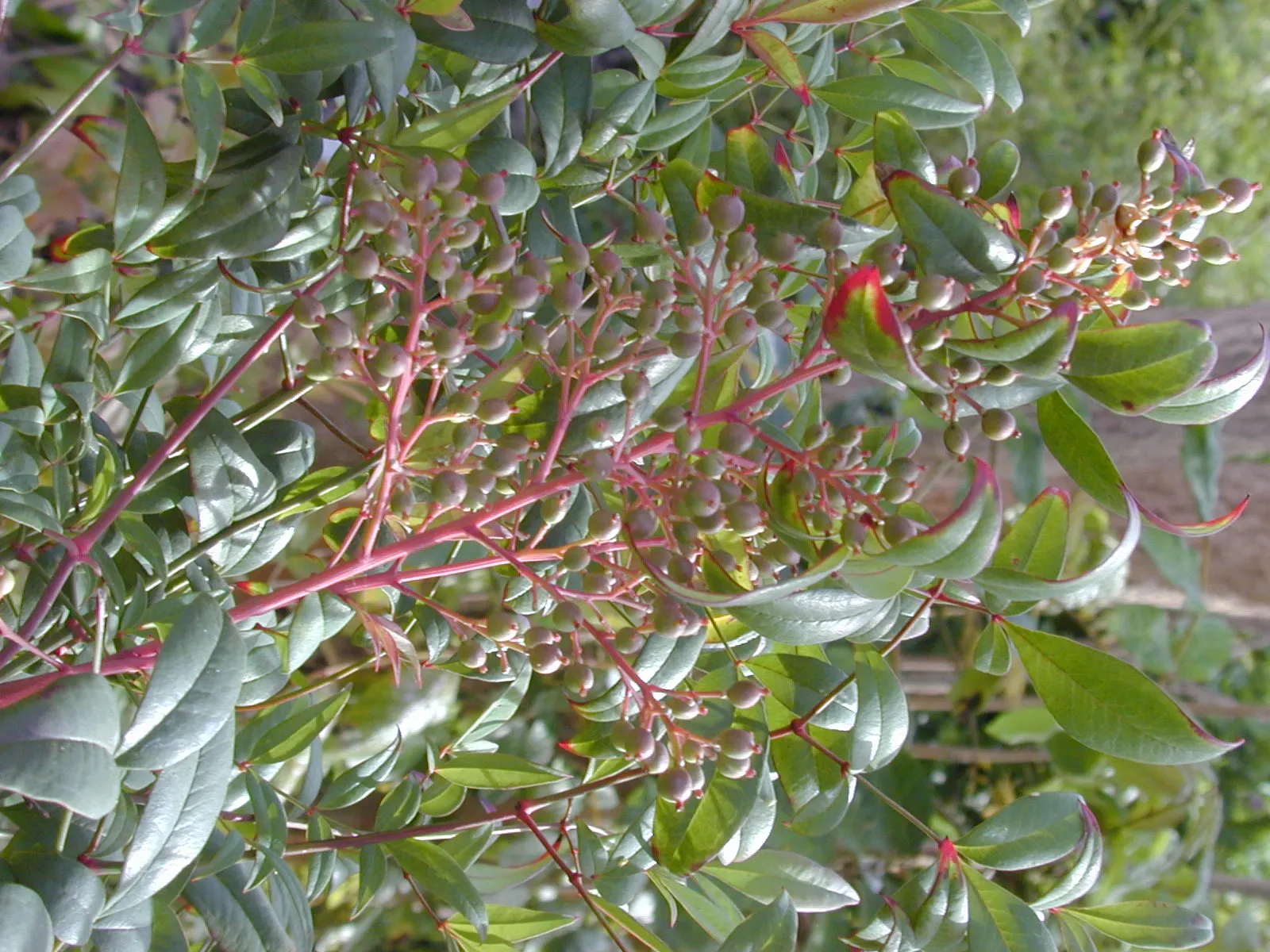 Nandina, Heavenly Bamboo (Nandina Domestica) — Nandina domestica is hardy in USDA zones 6 through 9, withstanding temperatures down to -10 degrees Fahrenheit