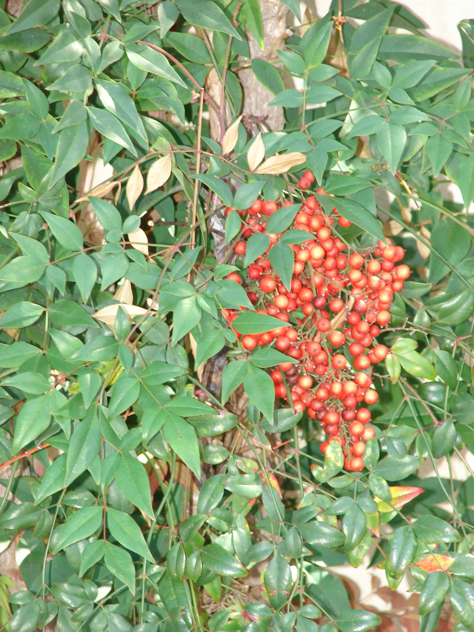 Nandina, Heavenly Bamboo (Nandina Domestica) — making it ideal for hedges or accent plantings; and its contributions to local wildlife, image 107