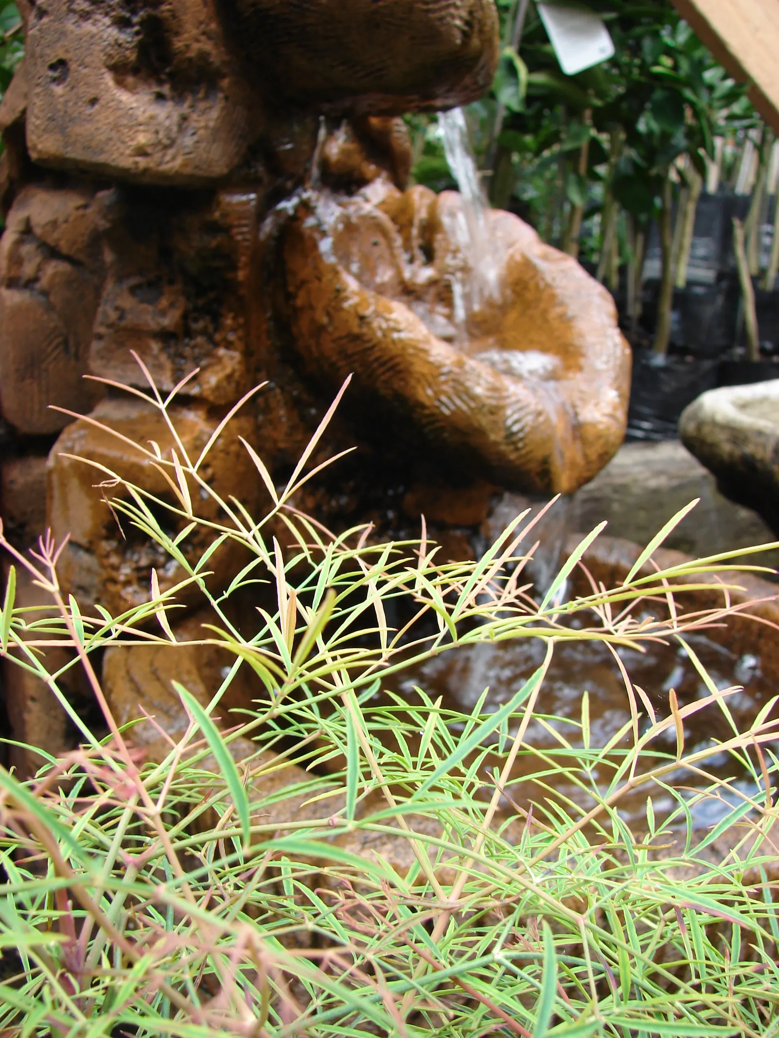 Nandina, Heavenly Bamboo (Nandina Domestica) — making it an attractive and practical choice for their garden