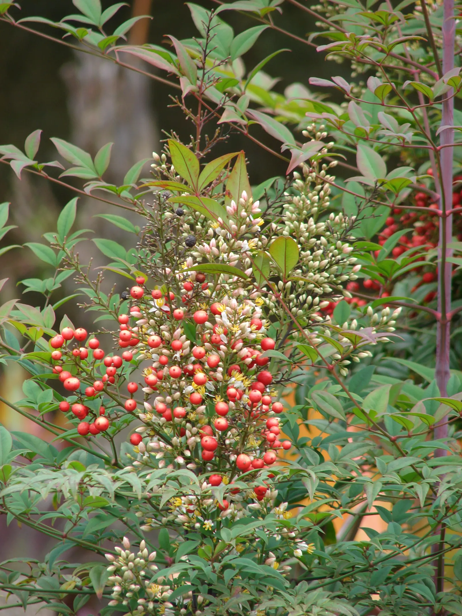 Nandina, Heavenly Bamboo (Nandina Domestica) — Nandina domestica, commonly called Heavenly Bamboo, is an evergreen shrub featuring multi-season interest