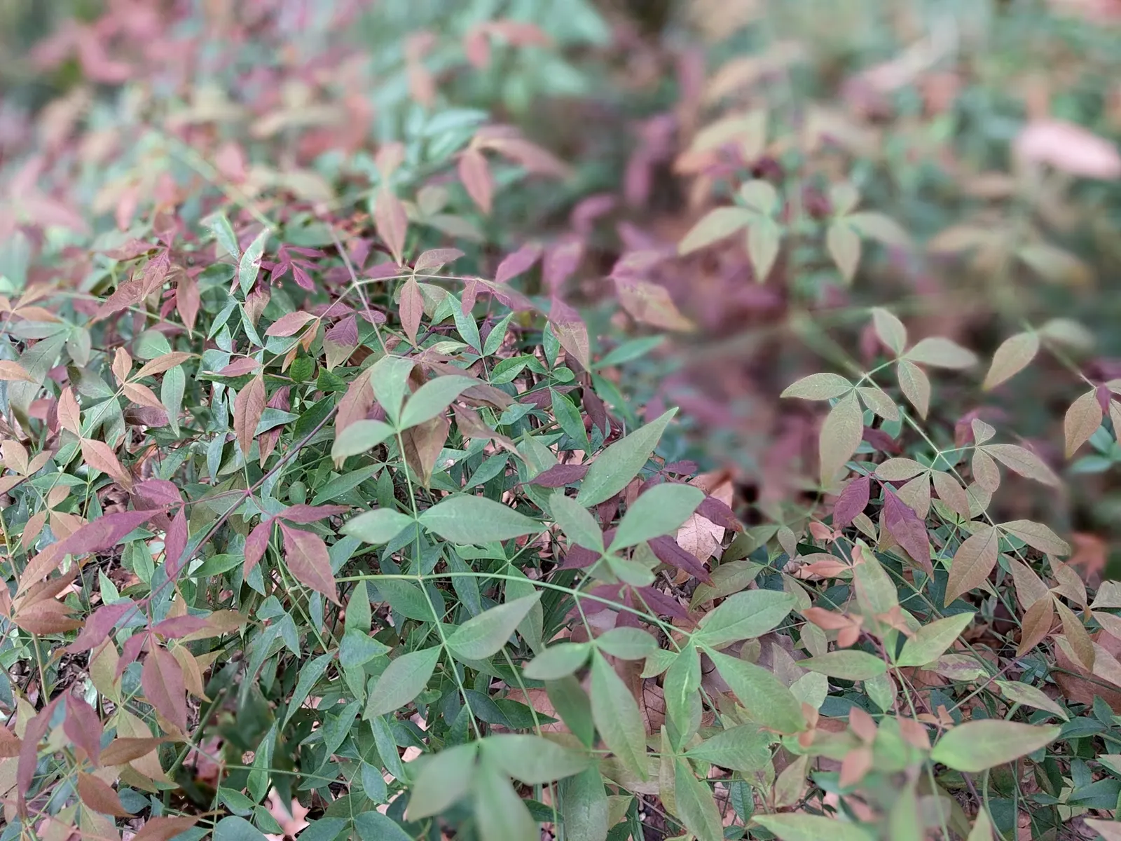 Nandina, Heavenly Bamboo (Nandina Domestica) — Nandina domestica is hardy in USDA zones 6 through 9, withstanding temperatures down to -10 degrees, image 118
