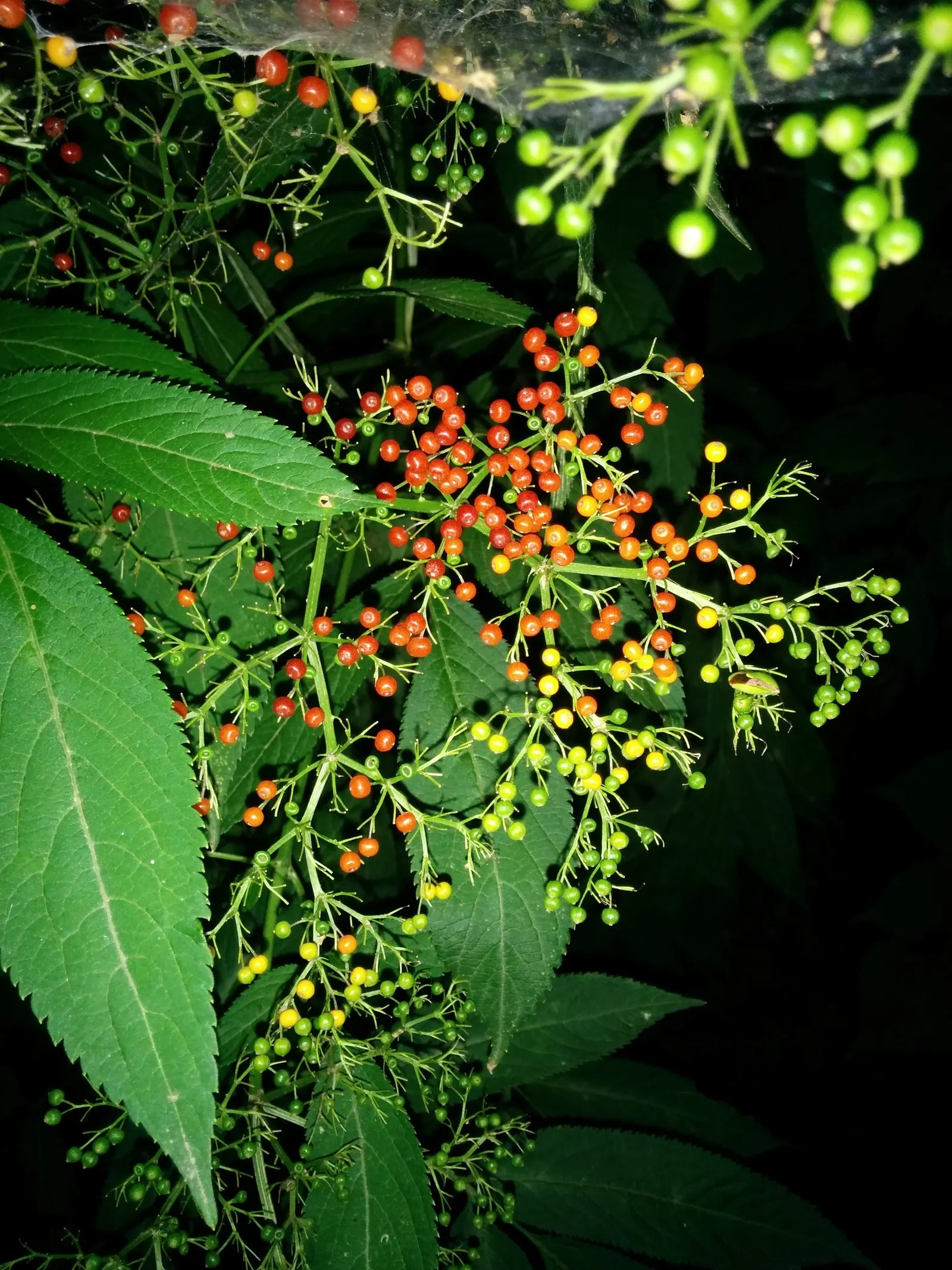 Nandina, Heavenly Bamboo (Nandina Domestica) — In providing this information to a client; requires minimal maintenance, image 119