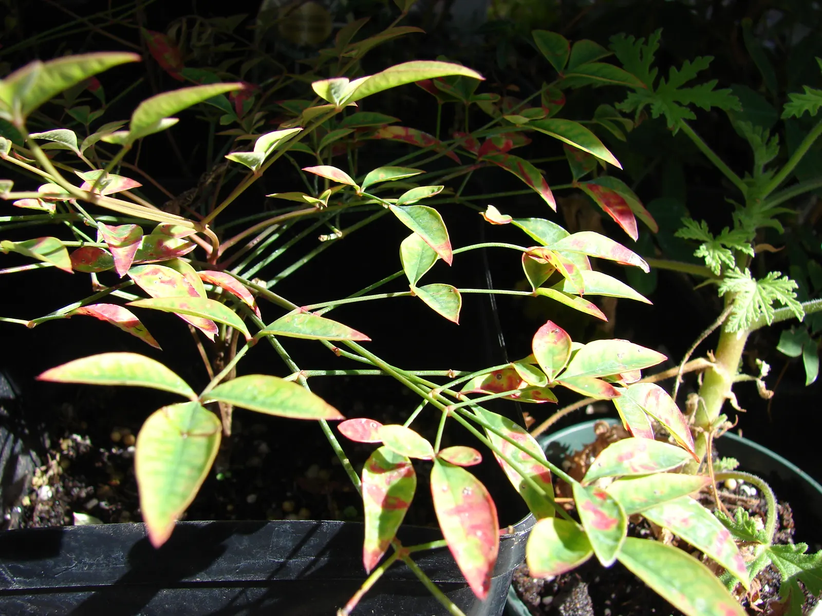 Nandina, Heavenly Bamboo (Nandina Domestica) — requires minimal maintenance