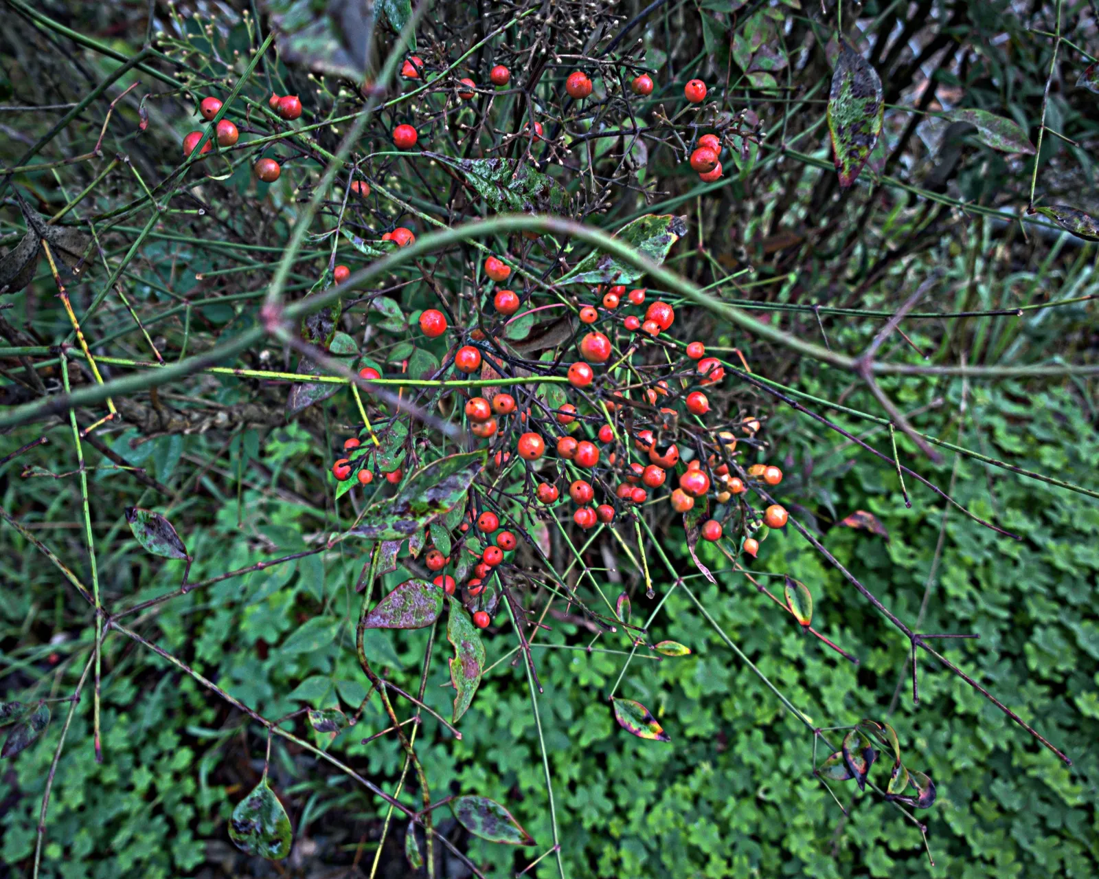 Nandina, Heavenly Bamboo (Nandina Domestica) — Its moderate growth rate requires minimal maintenance, image 38