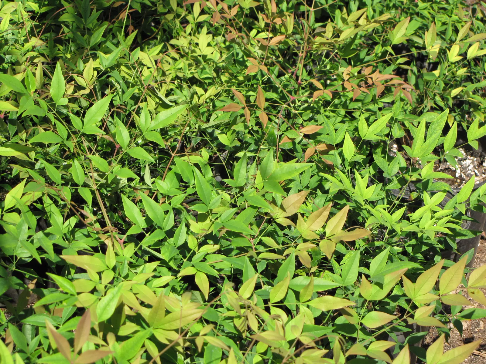 Nandina, Heavenly Bamboo (Nandina Domestica) — reducing the need for frequent watering; these give way to clusters of bright red berries in late autumn and