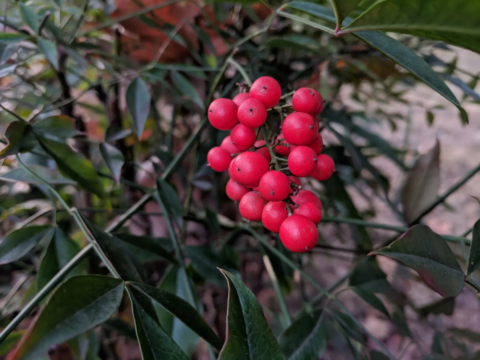 Nandina, Heavenly Bamboo (Nandina Domestica) — These give way to clusters of bright red berries in late autumn and winter; is an elegant and, image 116