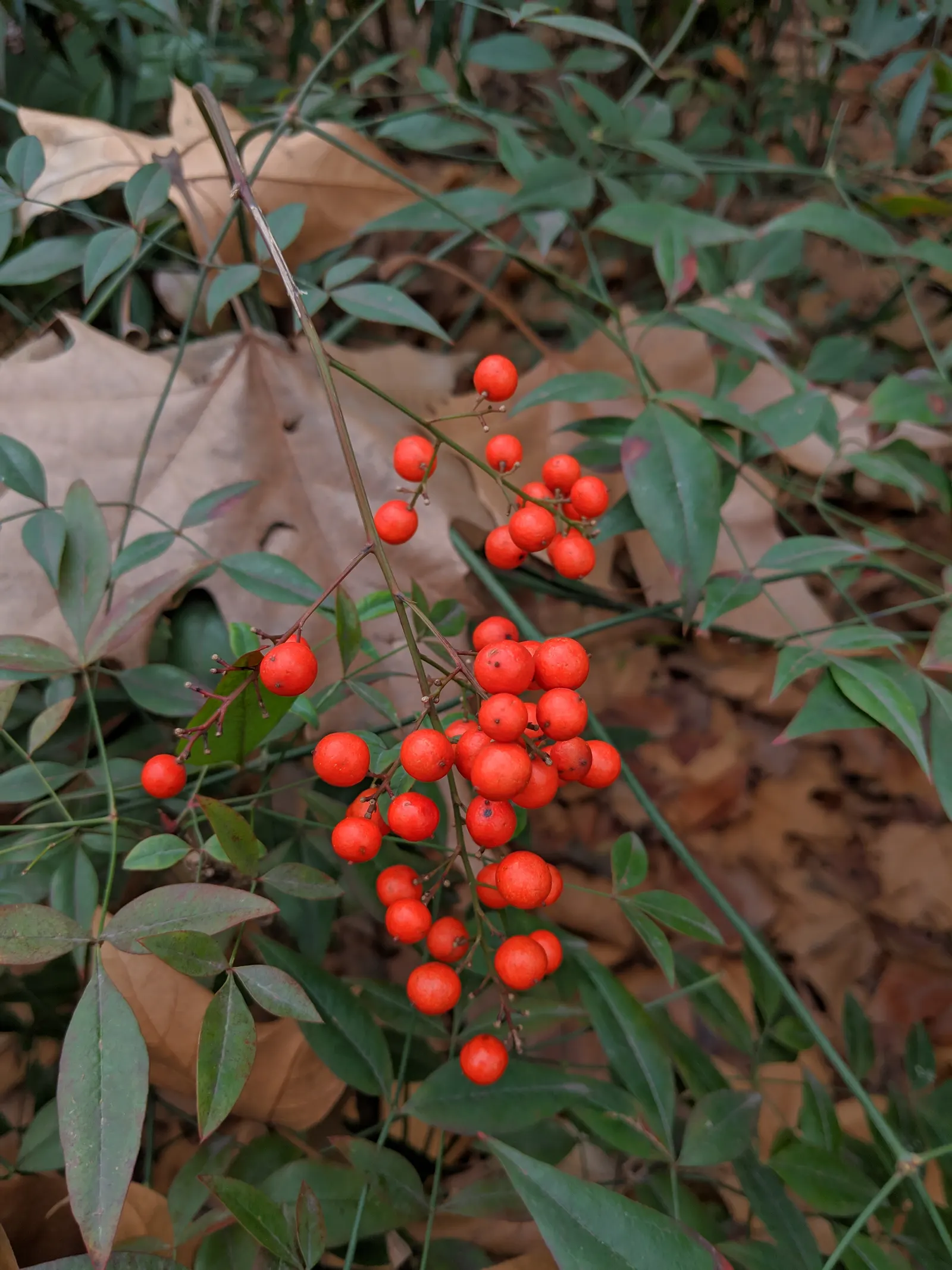 Nandina, Heavenly Bamboo (Nandina Domestica) — shrub for full or half or shade; making it an attractive and practical choice for their garden