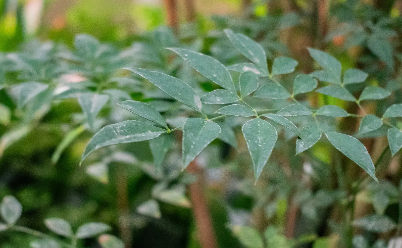 Nandina, Heavenly Bamboo (Nandina Domestica) — and reaches a mature size of 4-8 feet tall and 2-4 feet wide; though occasional pruning can help, image 81